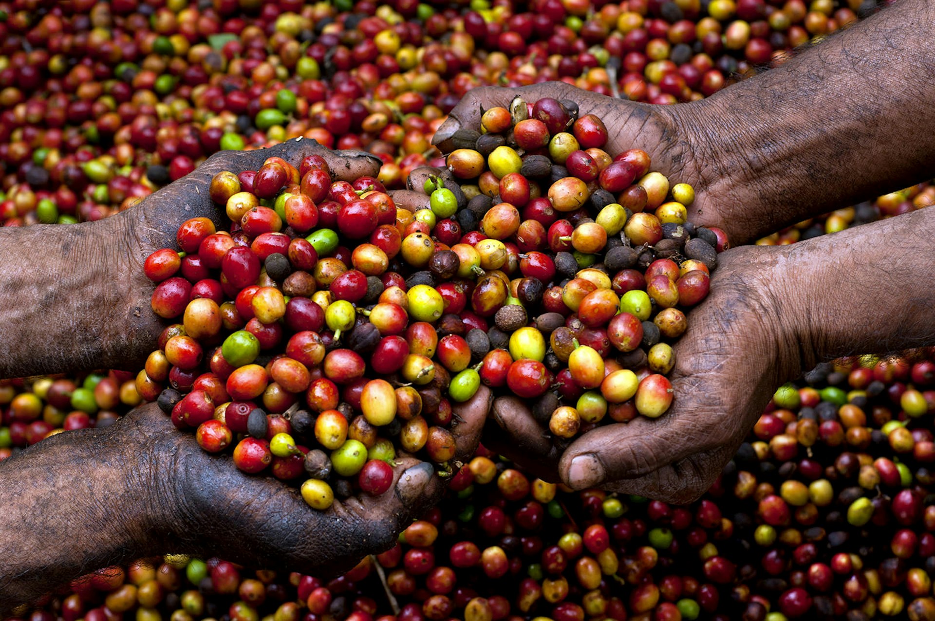 Hand-picked coffee berries from a farm in western El Salvador © John Coletti