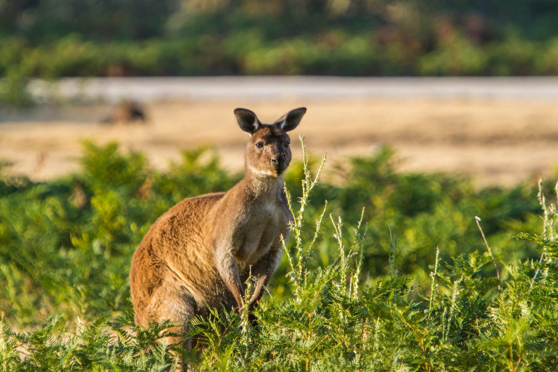 Get up close and personal with the locals on Kangaroo Island © Kangaroo Island Wilderness Trail
