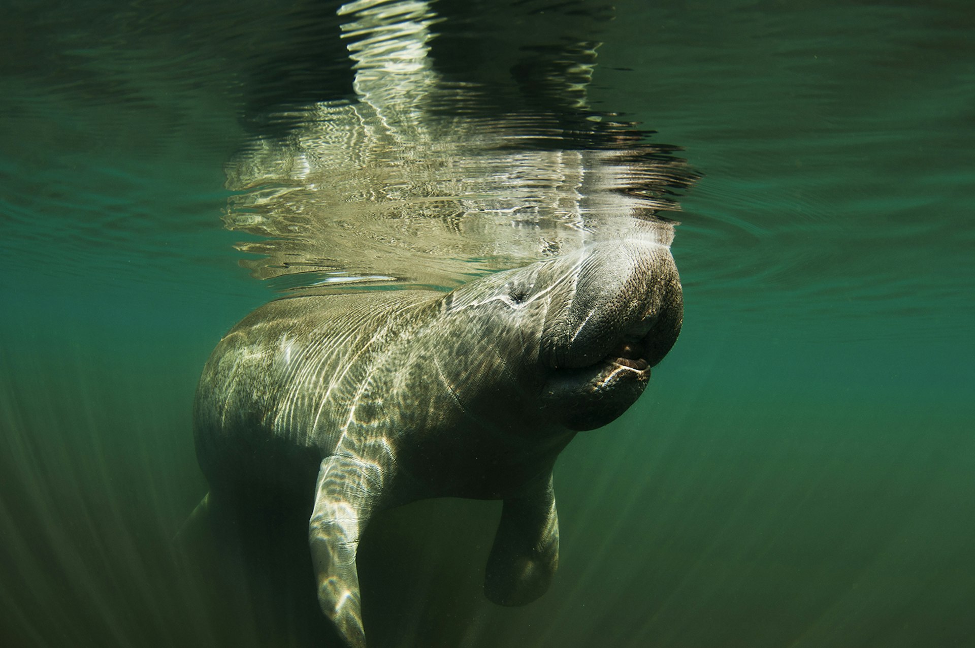Underwater image of a manatee in Homosassa river, Florida.