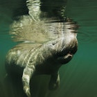 Features - Manatee in Florida