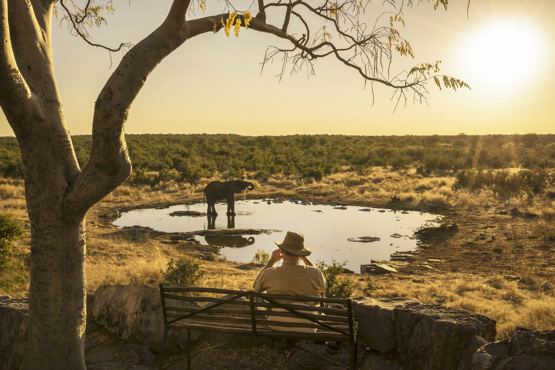 A man sitting on a wooden bench next to a tree watches an elephant drinking water from a large watering hole