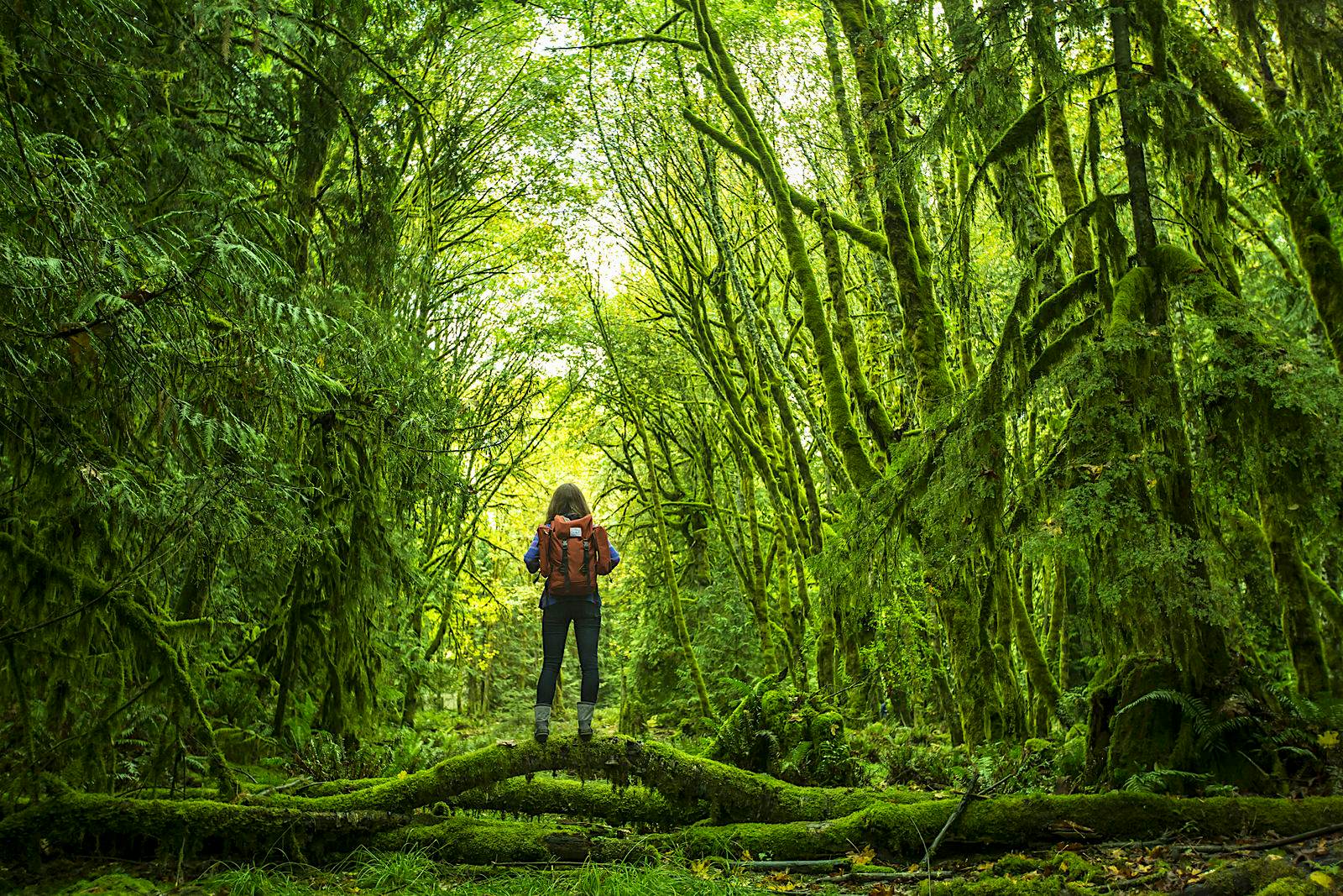 Features - A woman hiking in the rain forest. A woman wearing a bright red backpack stands on top of a fallen tree branch in the middle of a verdant green forest