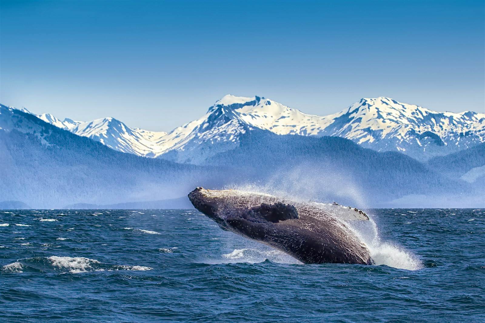 Features - Breaching humpback whale A large humpback whale breaches from the ocean. Snow-covered mountains can be seen in the background.