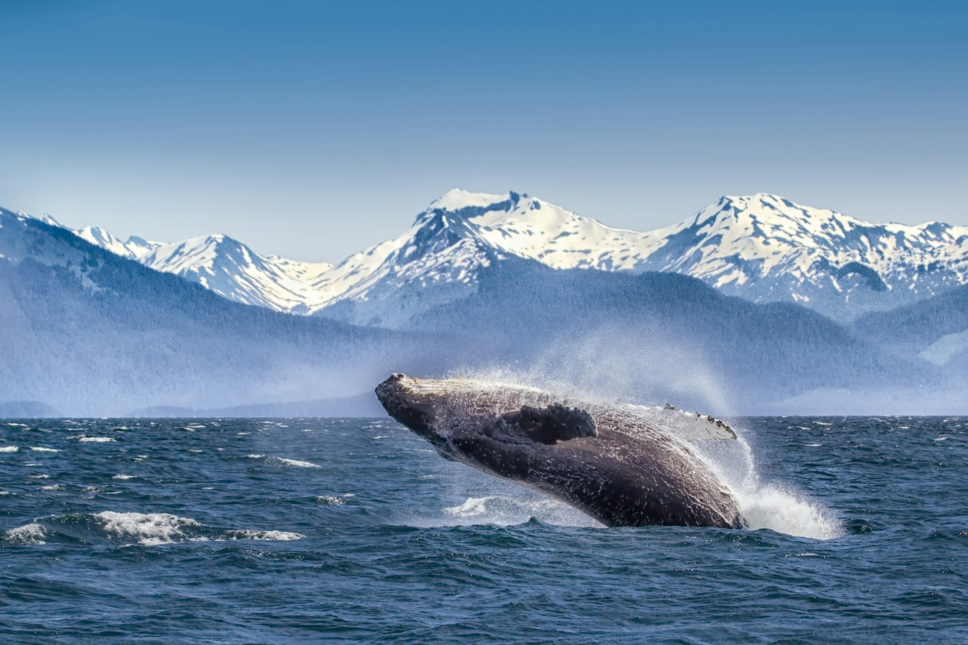 A large humpback whale breaches from the ocean. Snow-covered mountains can be seen in the background.