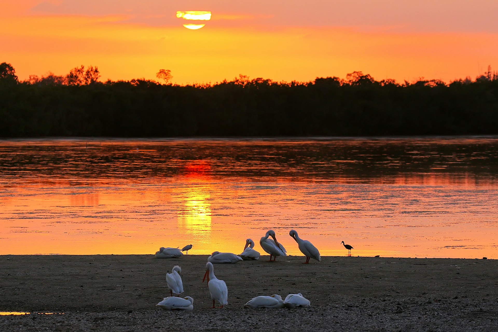 JN Ding Darling Wildlife Refuge on Sanibel Island. Photo by
