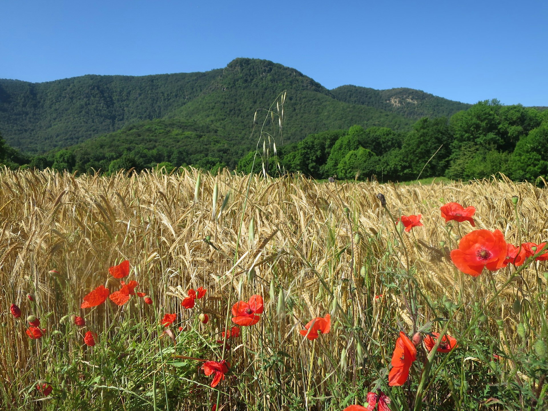 Wild poppies, wheat fields and mountains in La Garrotxa © Karyn Noble / Lonely Planet