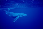 Features - Humpback Whale off Niue.