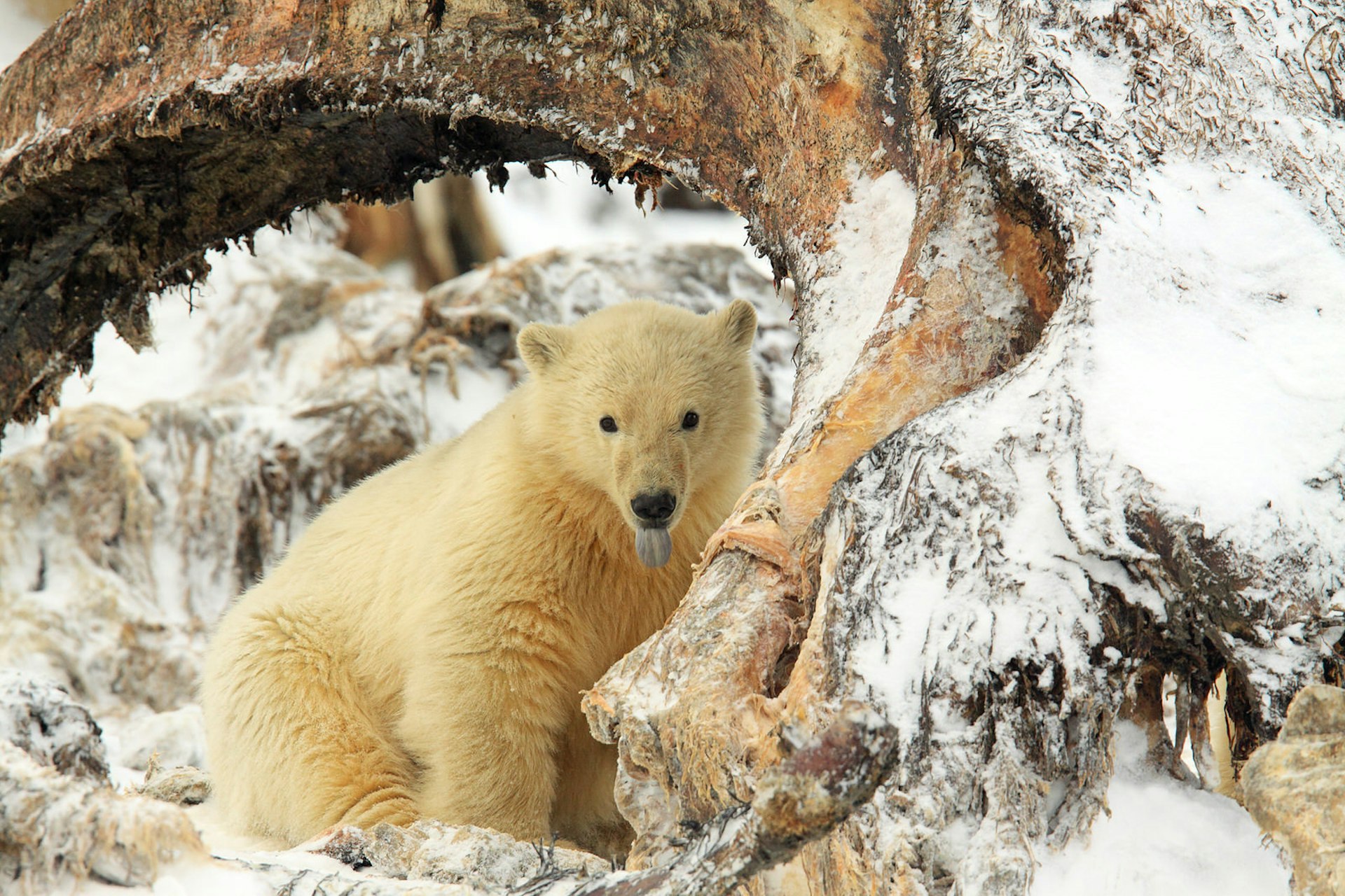 A cub sitting amid the bones of a bowhead whale in Kaktovik, Alaska © P. de Graff / Getty Images