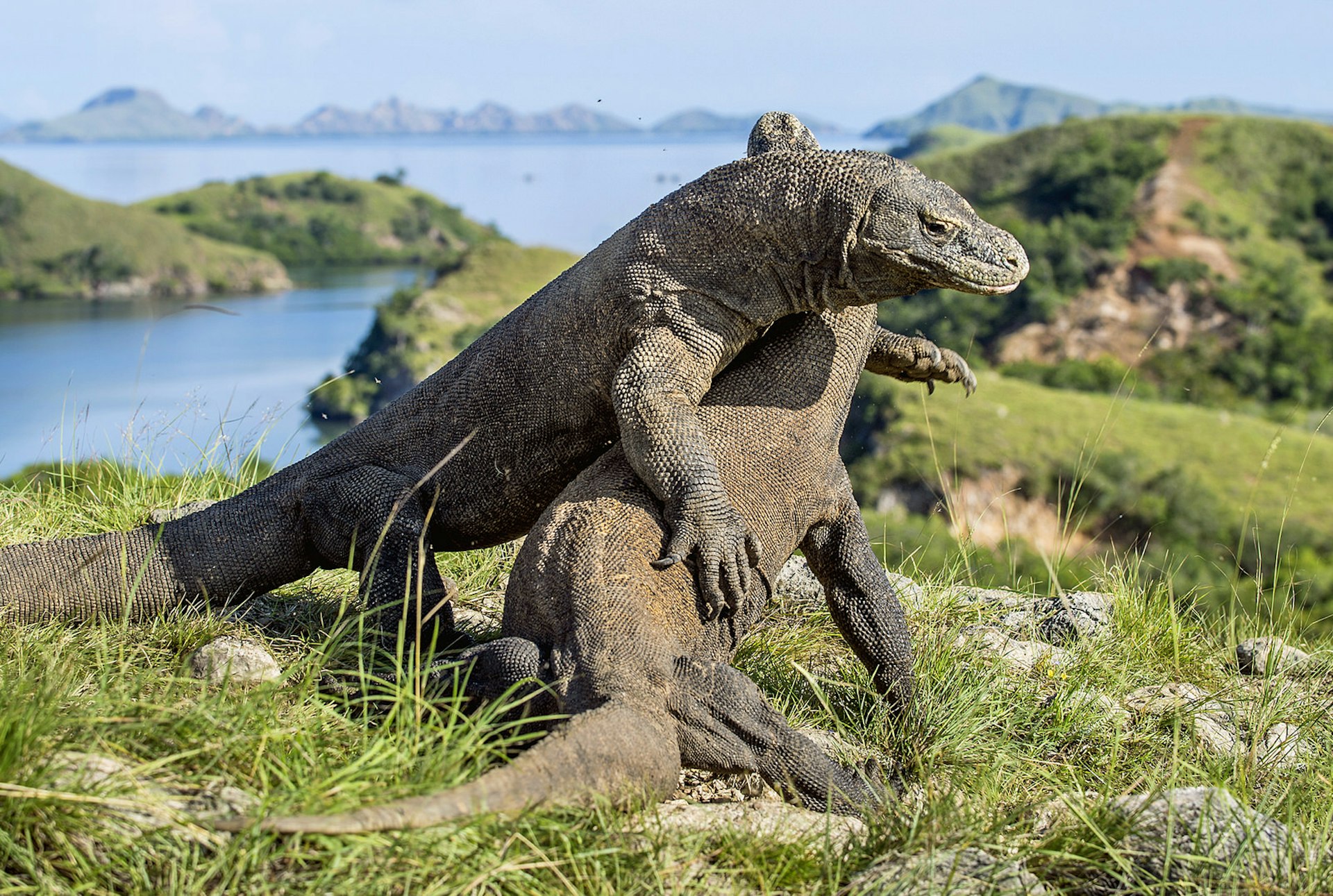 A pair of Komodo dragons wrestling for supremacy on Komodo, Indonesia © USO / Getty Images