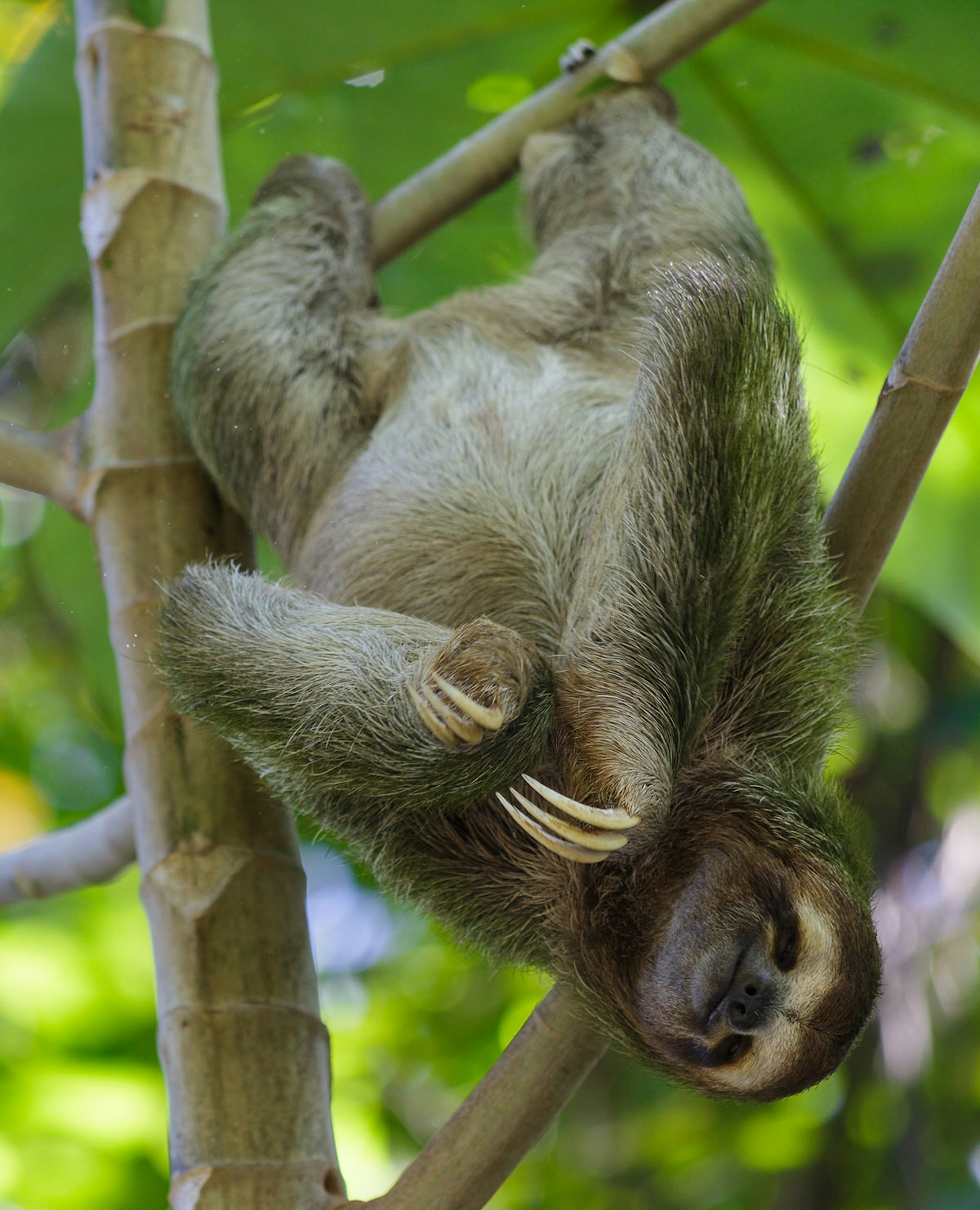 A three-toed sloth hanging around in Manuel Antonio National Park, Costa Rica © CharlieMIllerKB / Getty Images