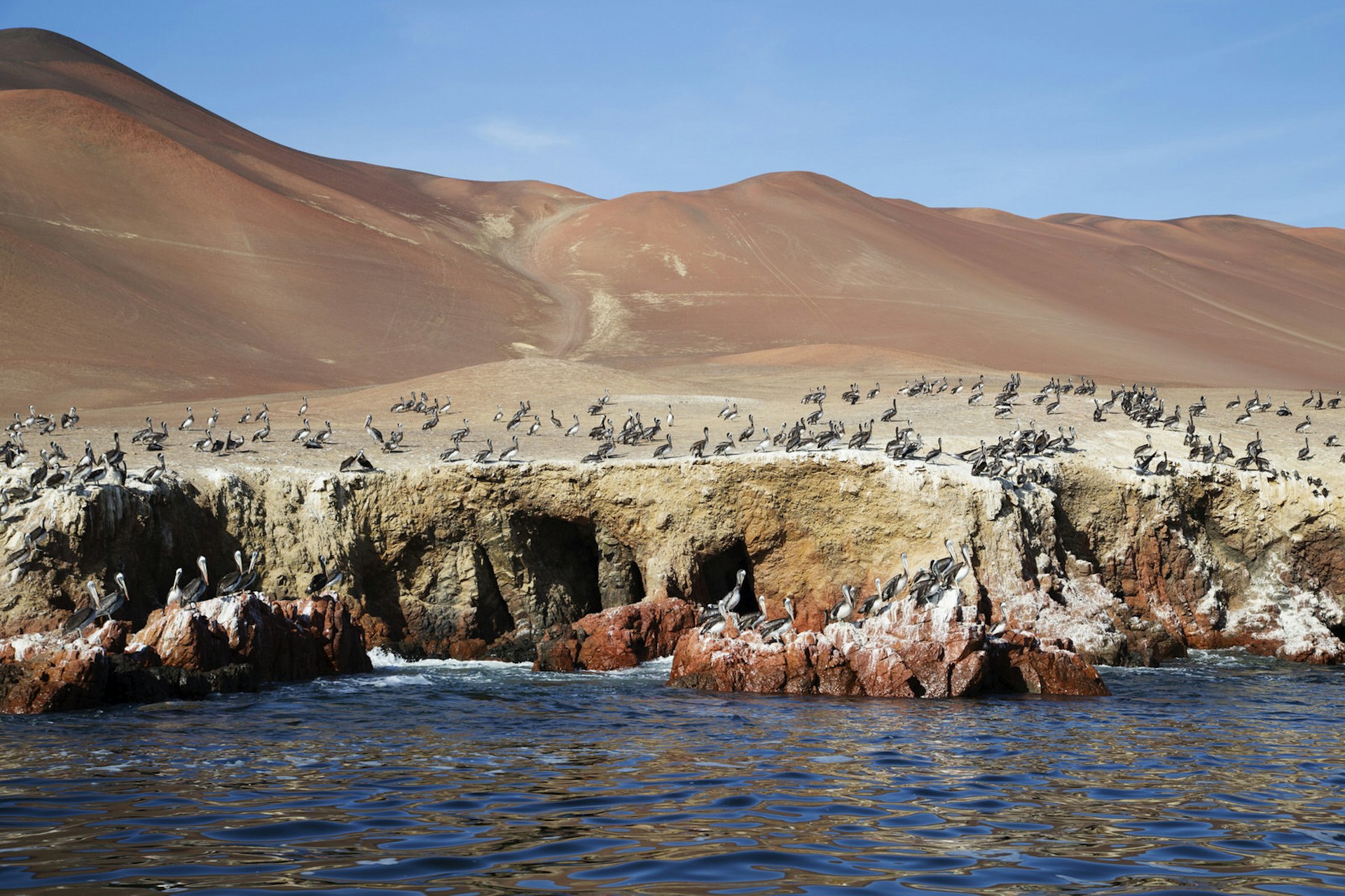 Peruvian pelicans patrolling the rocky shoreline of the Ballesta Islands © Ed Gifford / Getty Images