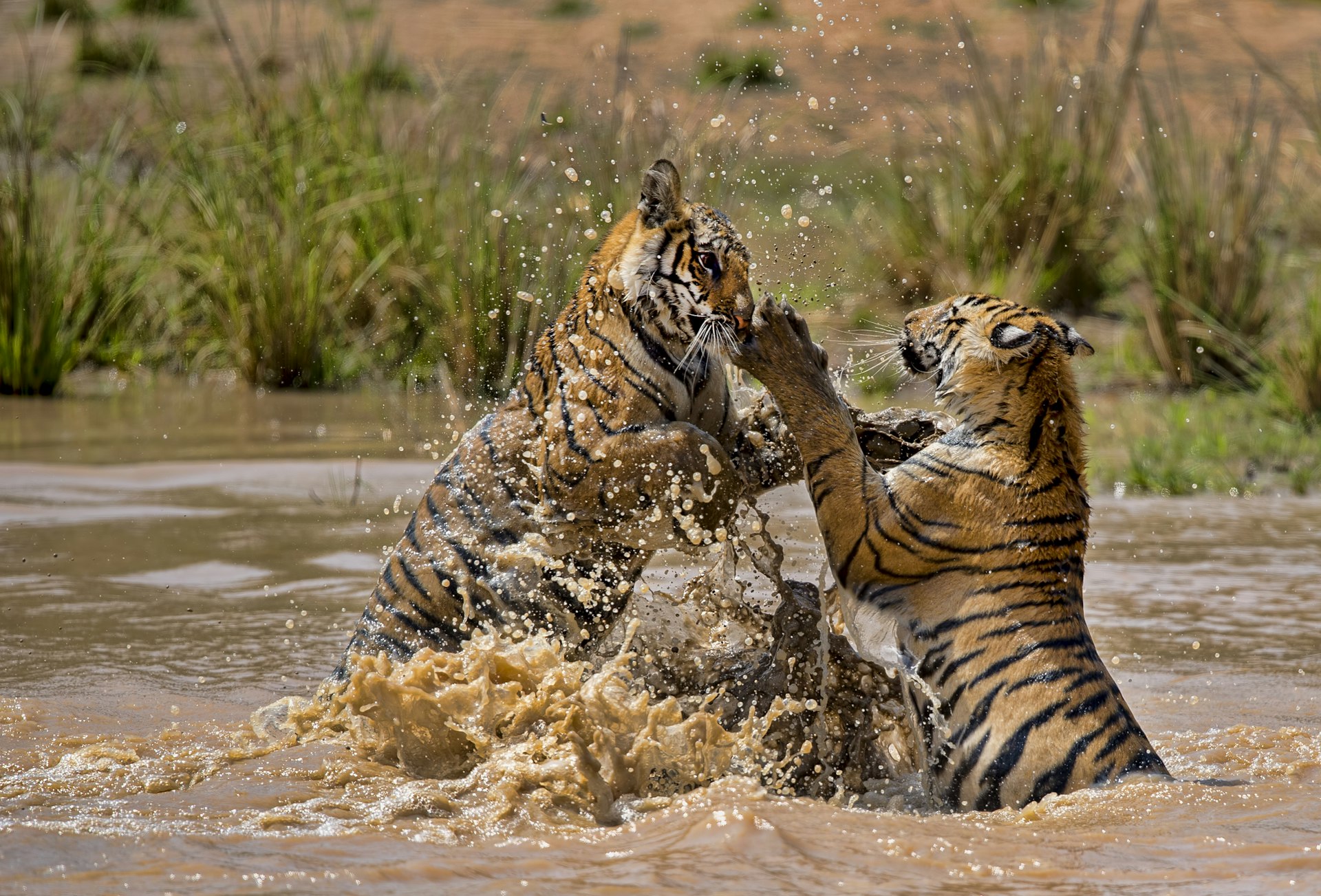 Even with expert help, tigers are hard to spot – but there are few better places to try than India's Bandhavgarh and Kanha national parks © Abhishek Singh & illuminati visuals / Getty Images