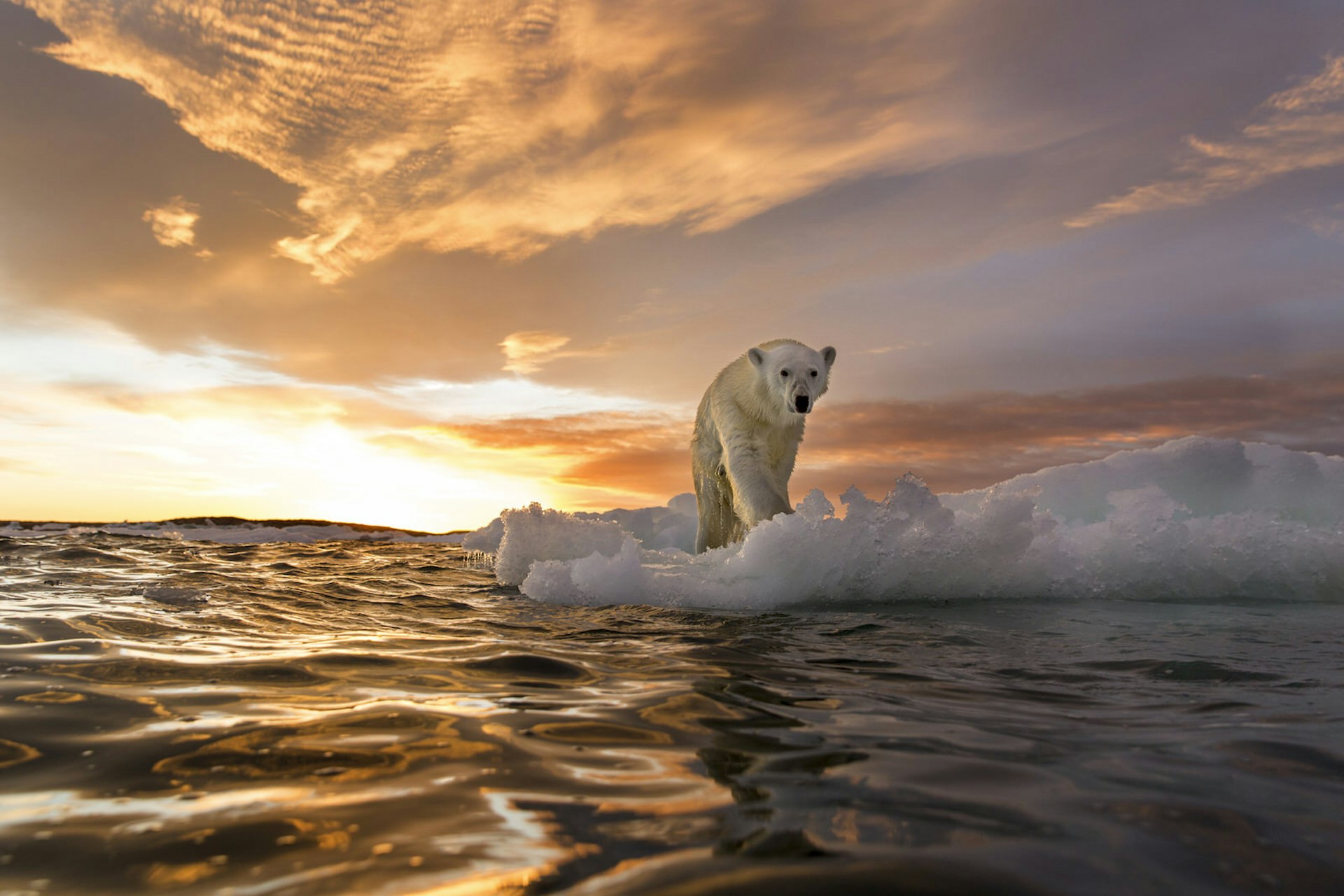 A polar bear stands on a lump of melting sea ice as the sun sets on Repulse Bay, Canada © Paul Souders / Getty Images