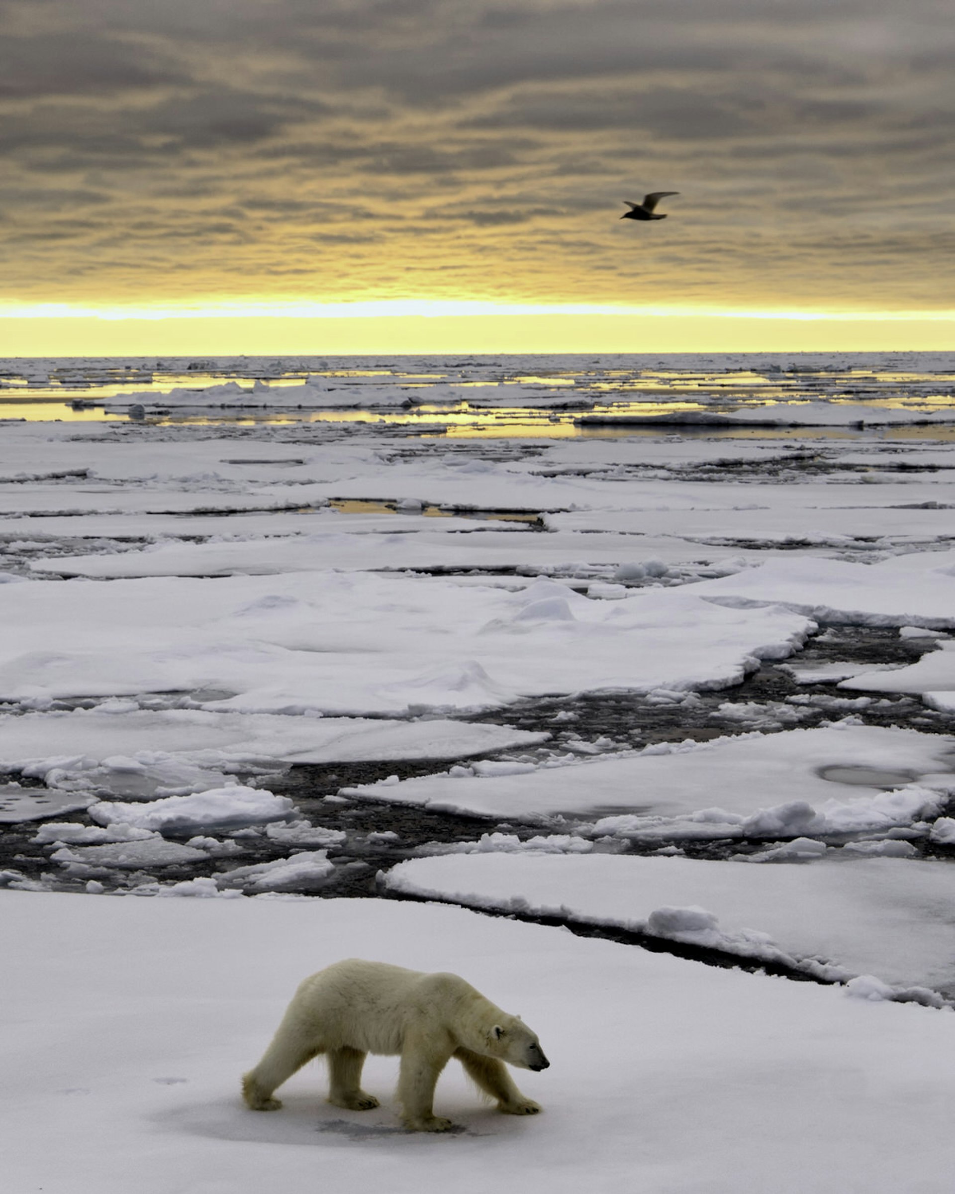 A polar bear exploring the pack ice at sunrise in Spitsbergen, Svalbard © Justinreznick / Getty Images