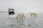 Features - Polar Bears near a tundra buggy
