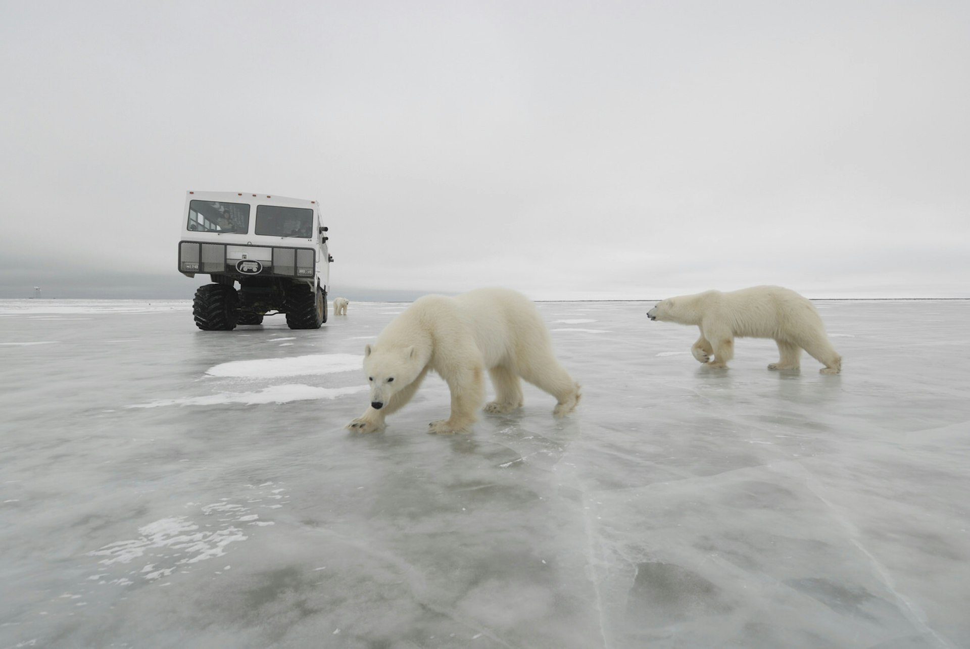Polar bears in front of a specially designed tundra buggy near Churchill, Canada © Daniel J Cox / Getty Images