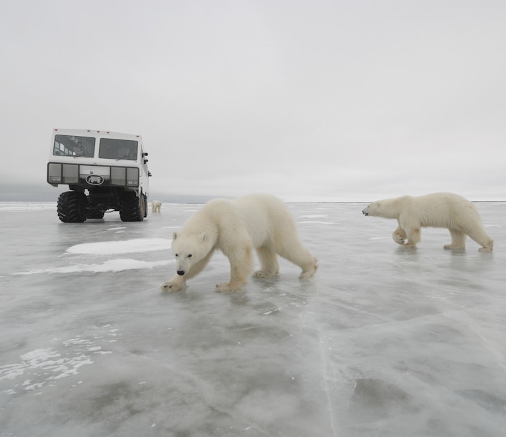 Features - Polar Bears near a tundra buggy