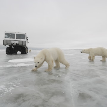 Features - Polar Bears near a tundra buggy