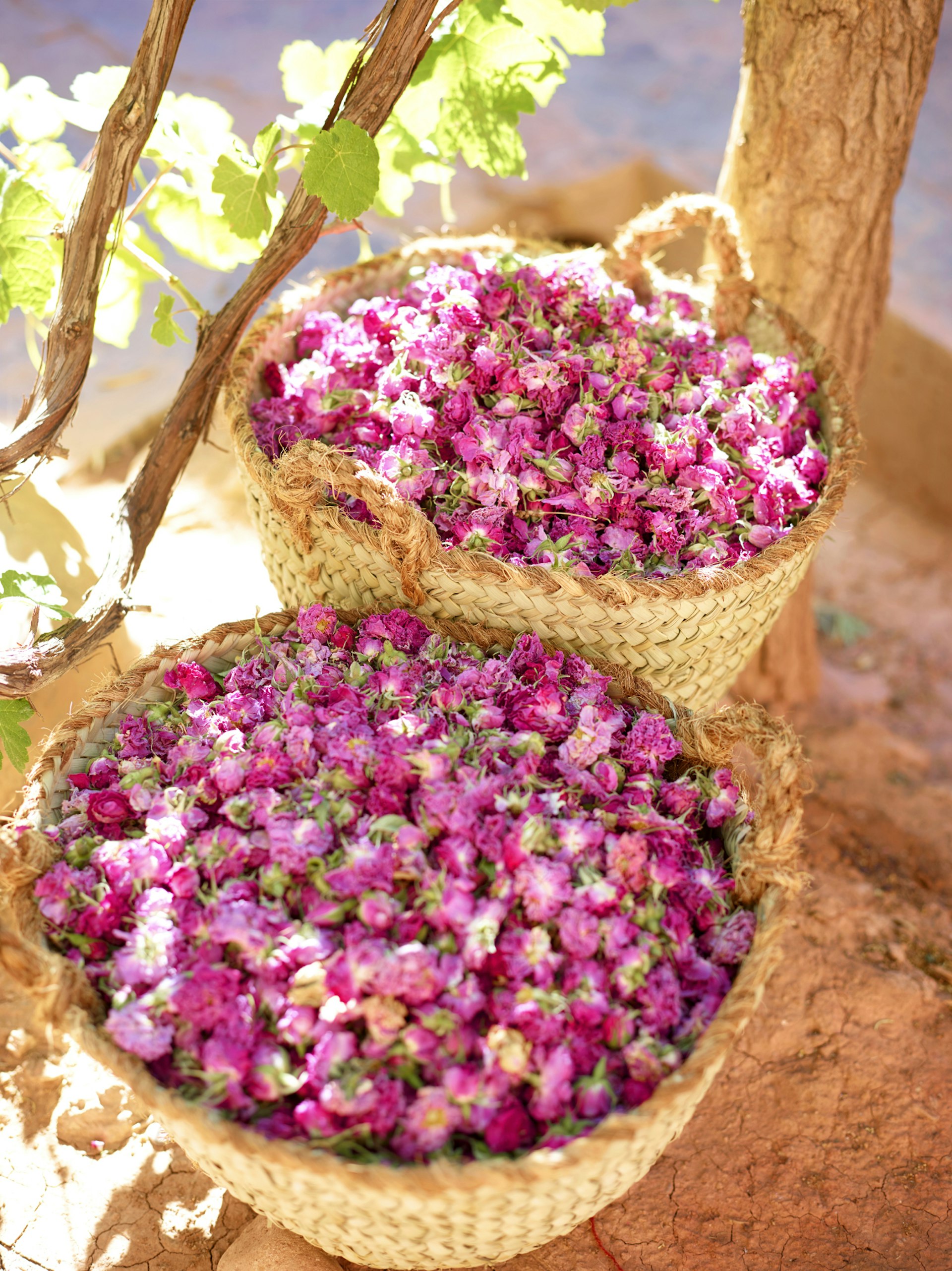 Baskets filled to the brim with dried rose buds, Morocco
