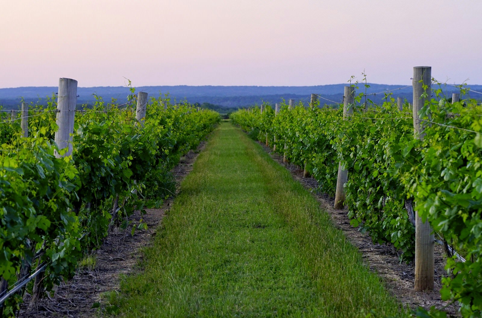 Forget Tuscany – Texas Hill Country is the rising (and surprising) star of US wine production © Elizabeth Stone / 500px