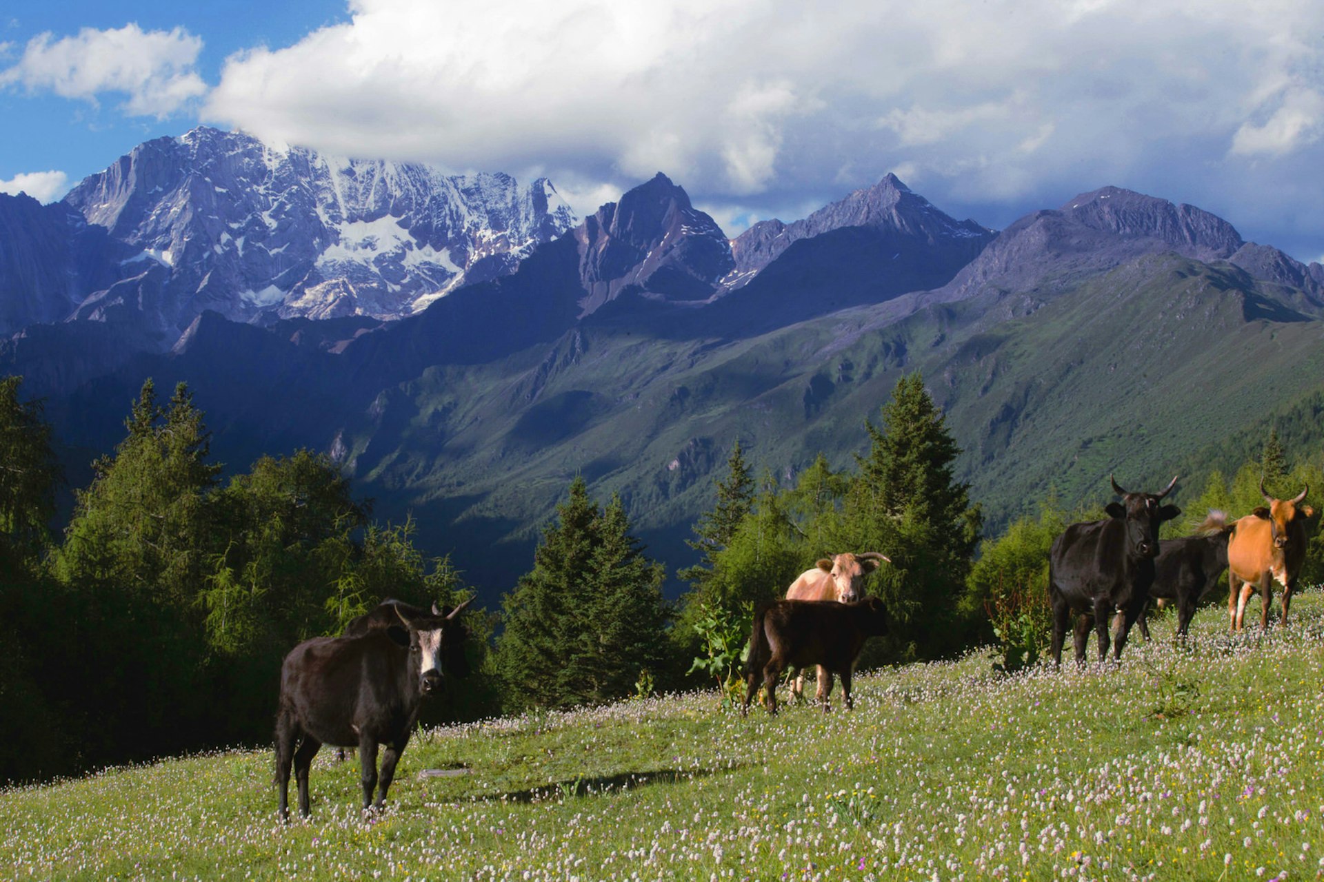 Livestock graze in the Haizi Valley © Stephen Lioy / Lonely Planet