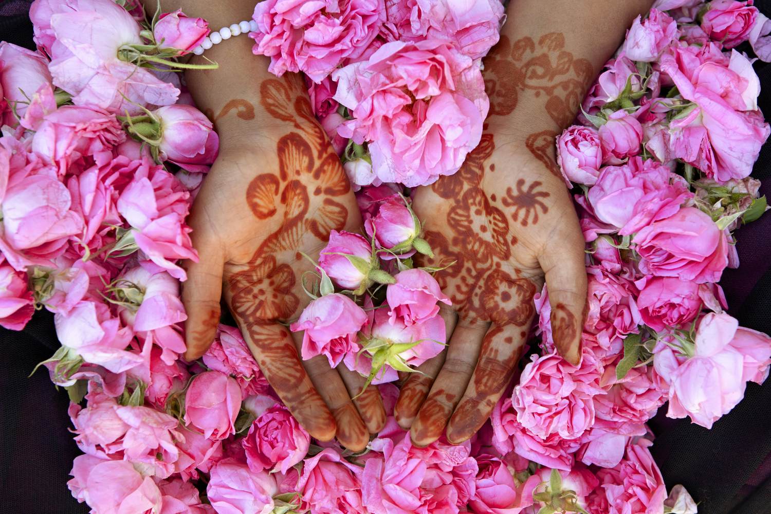 Top 85+ imagen rose festival morocco