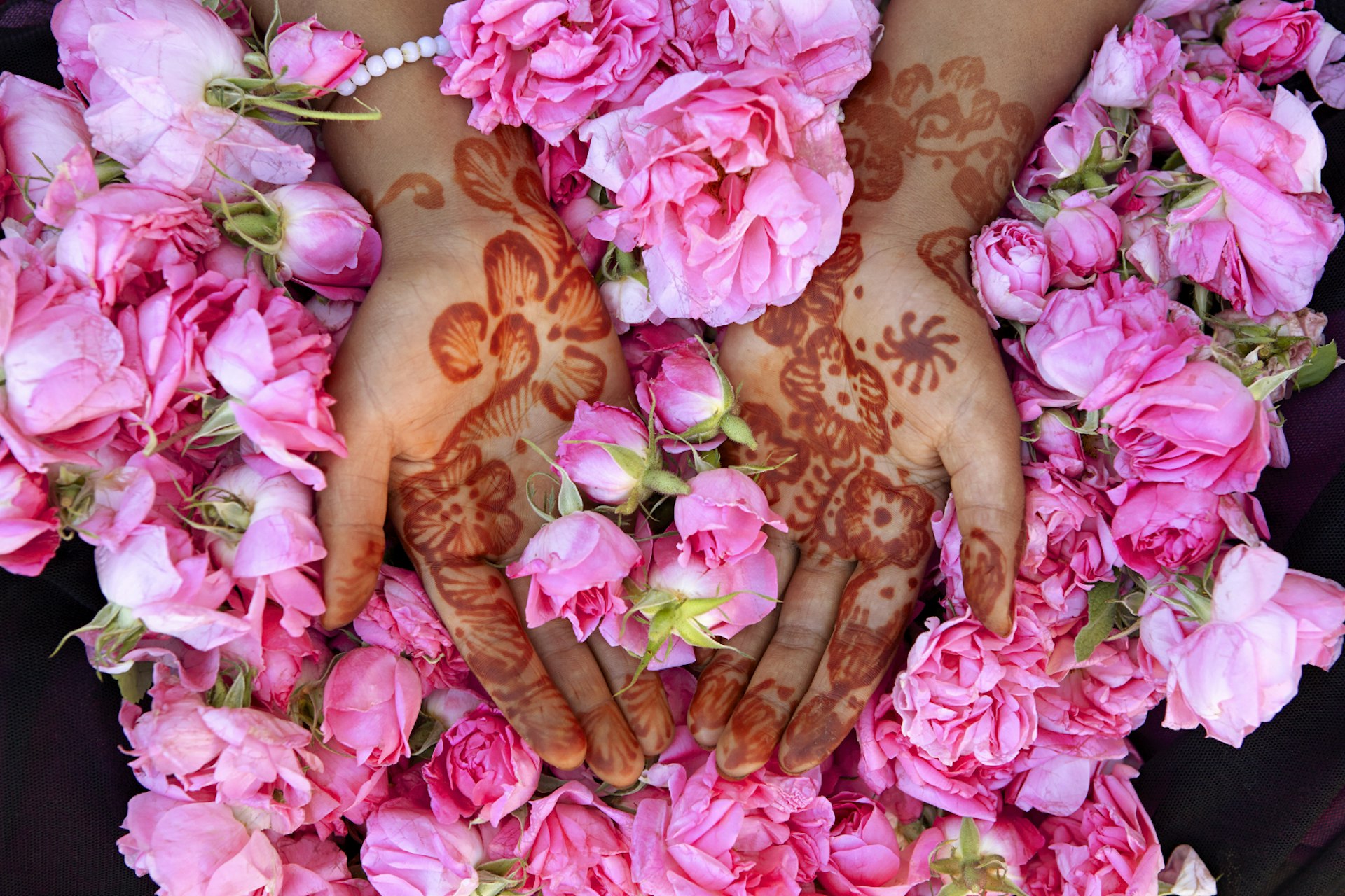 Hands painted with henna rest on top of a bed of rose petals