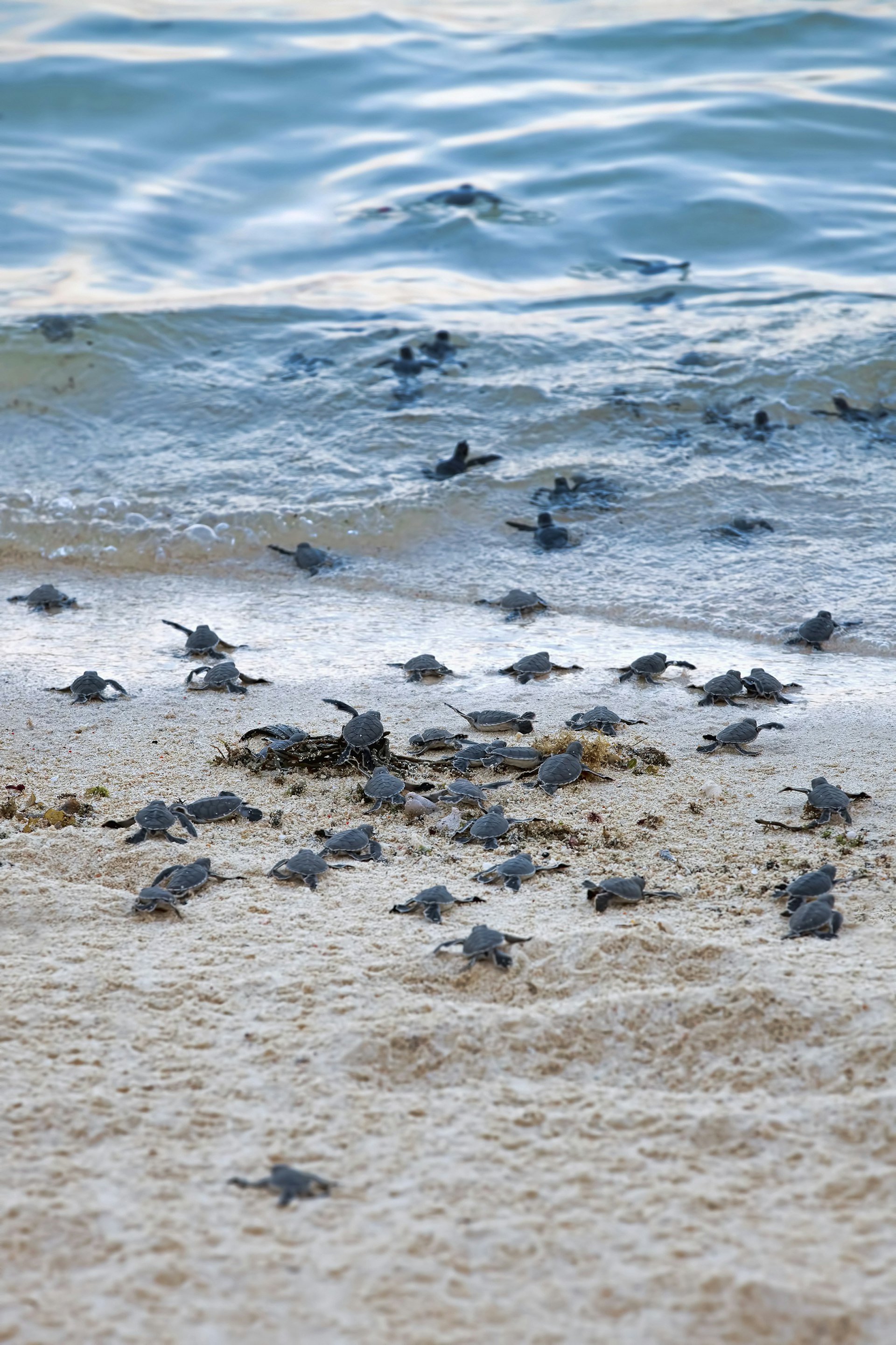 Features - Turtle Hatchlings taking their first steps down the beach and into the ocean