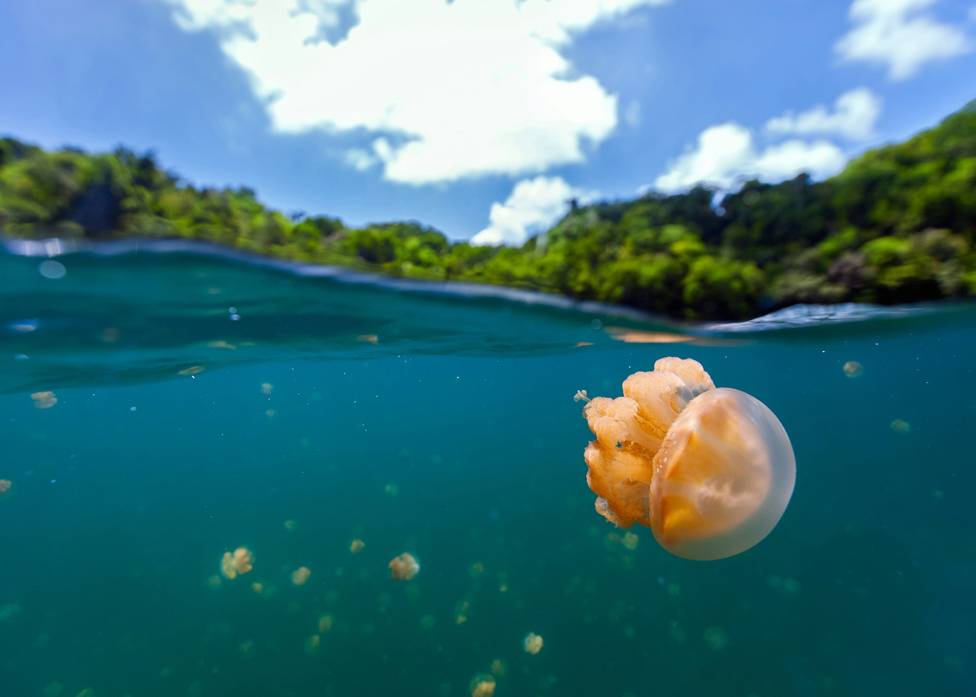 The Republic of Palau's famous Jellyfish Lake © BlueOrange Studio / Shutterstock