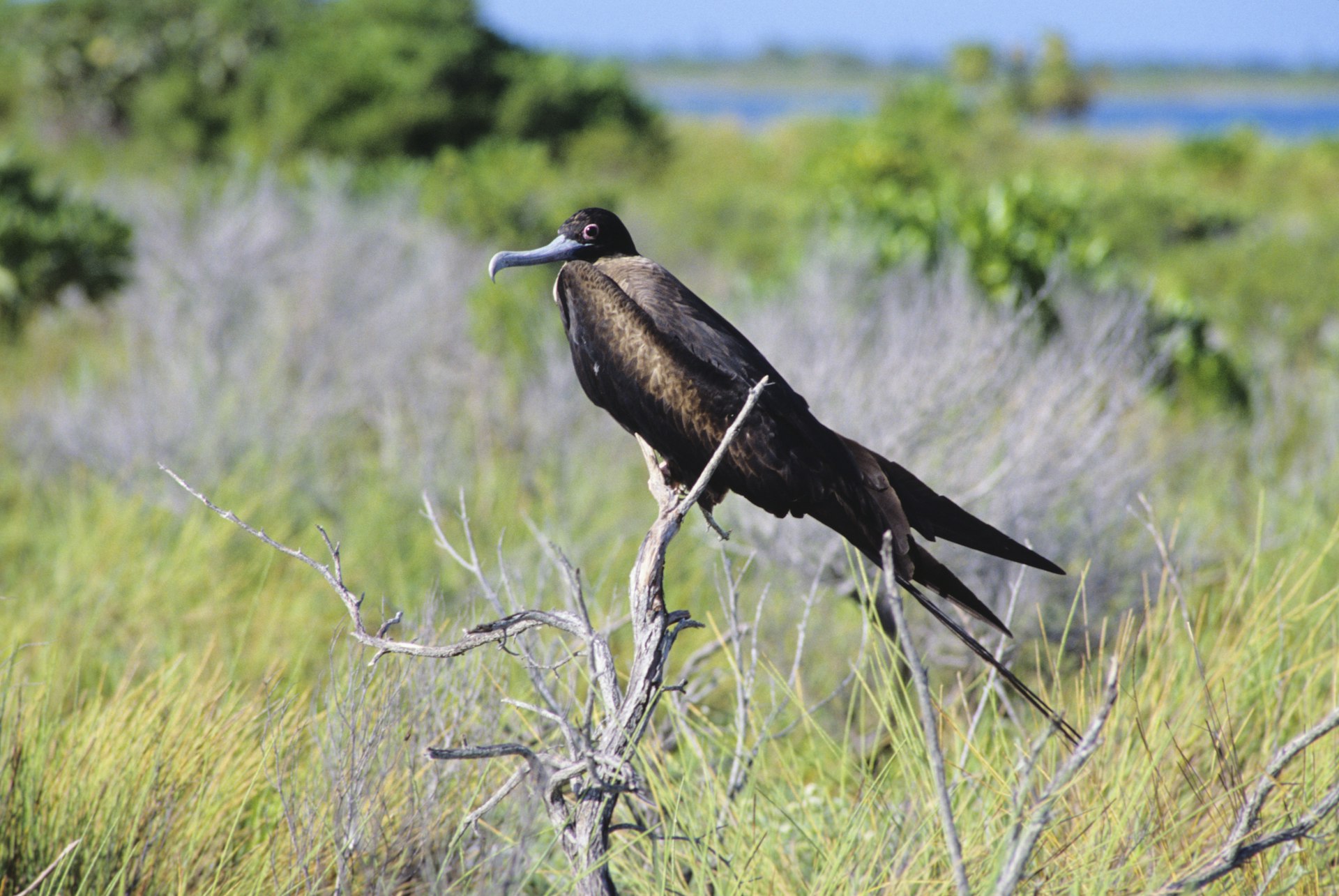 Features - Kiribati, Great Frigate Bird (Fregata minor), perched female.