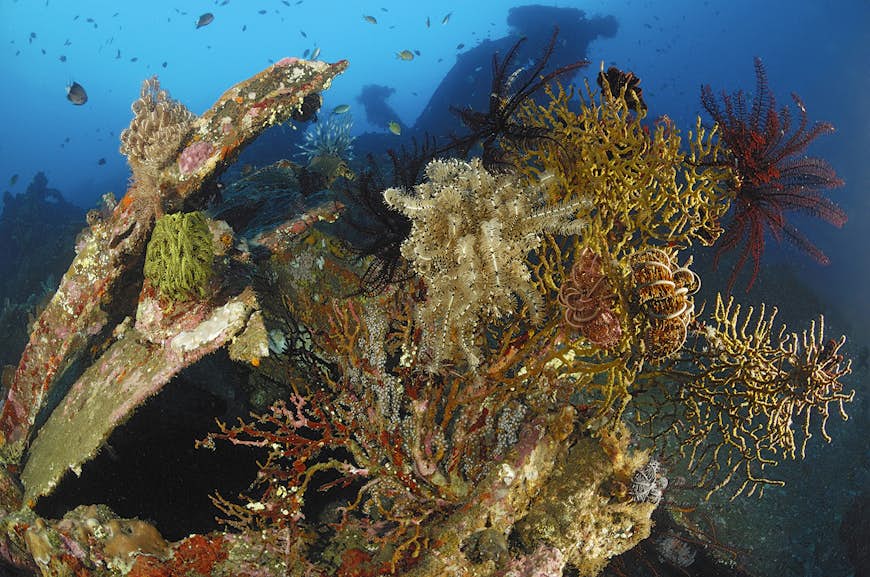 Funktioner - Koraller växer vid Liberty Wreck