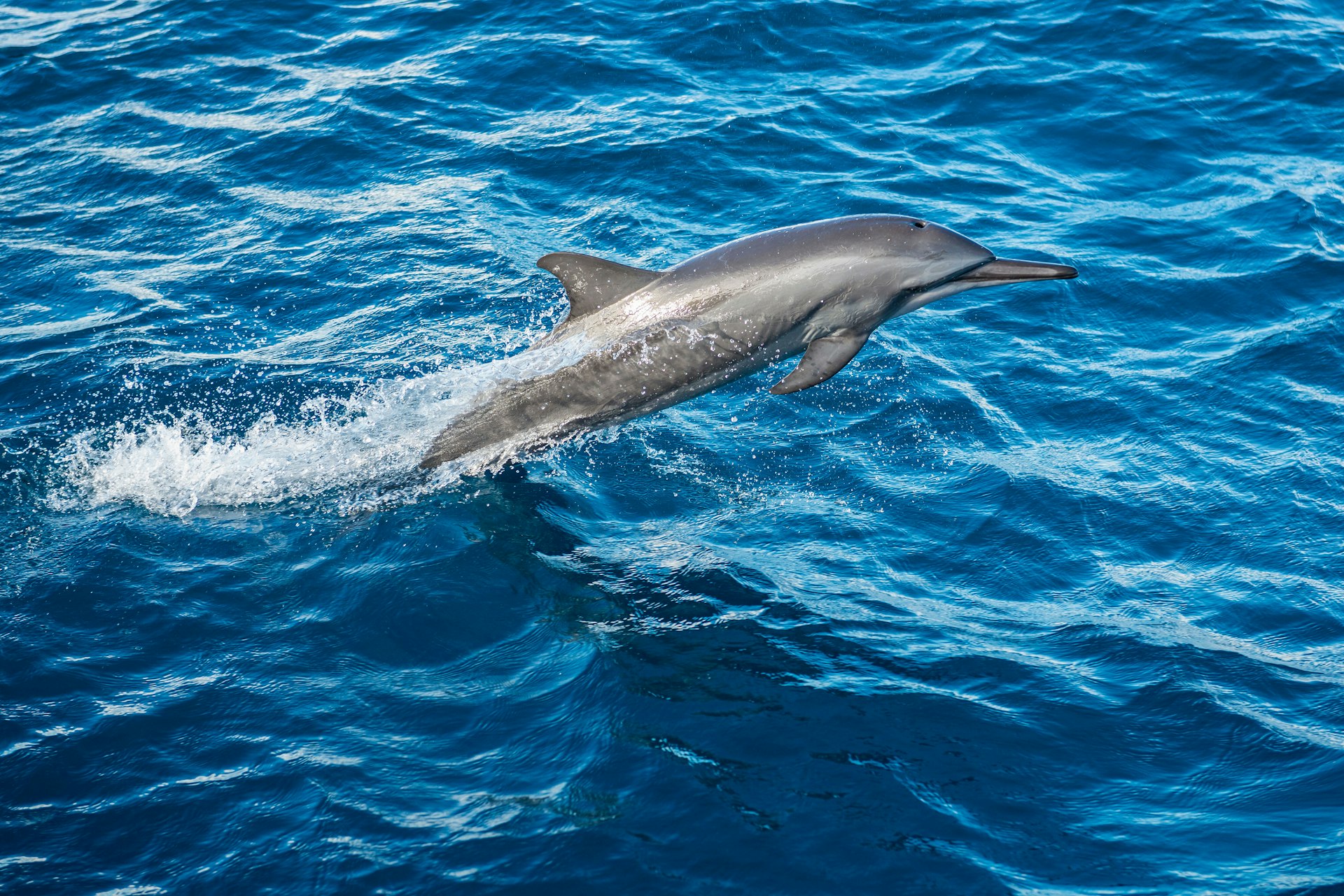 A spinner dolphin playing in the spray © Pete Atkinson / Getty Images