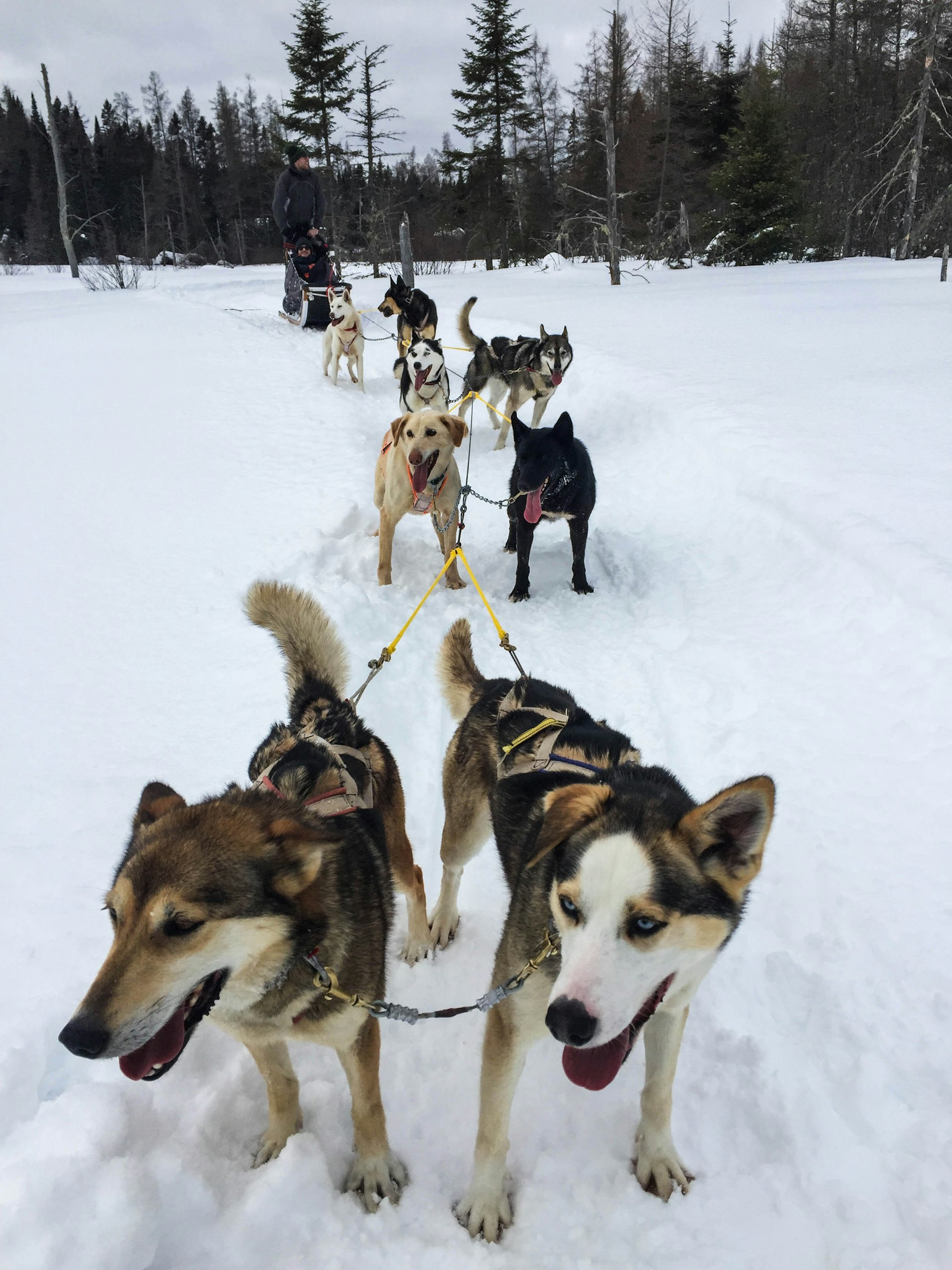 A pack of dogs mush through the winter landscape © Tom Stainer / Lonely Planet