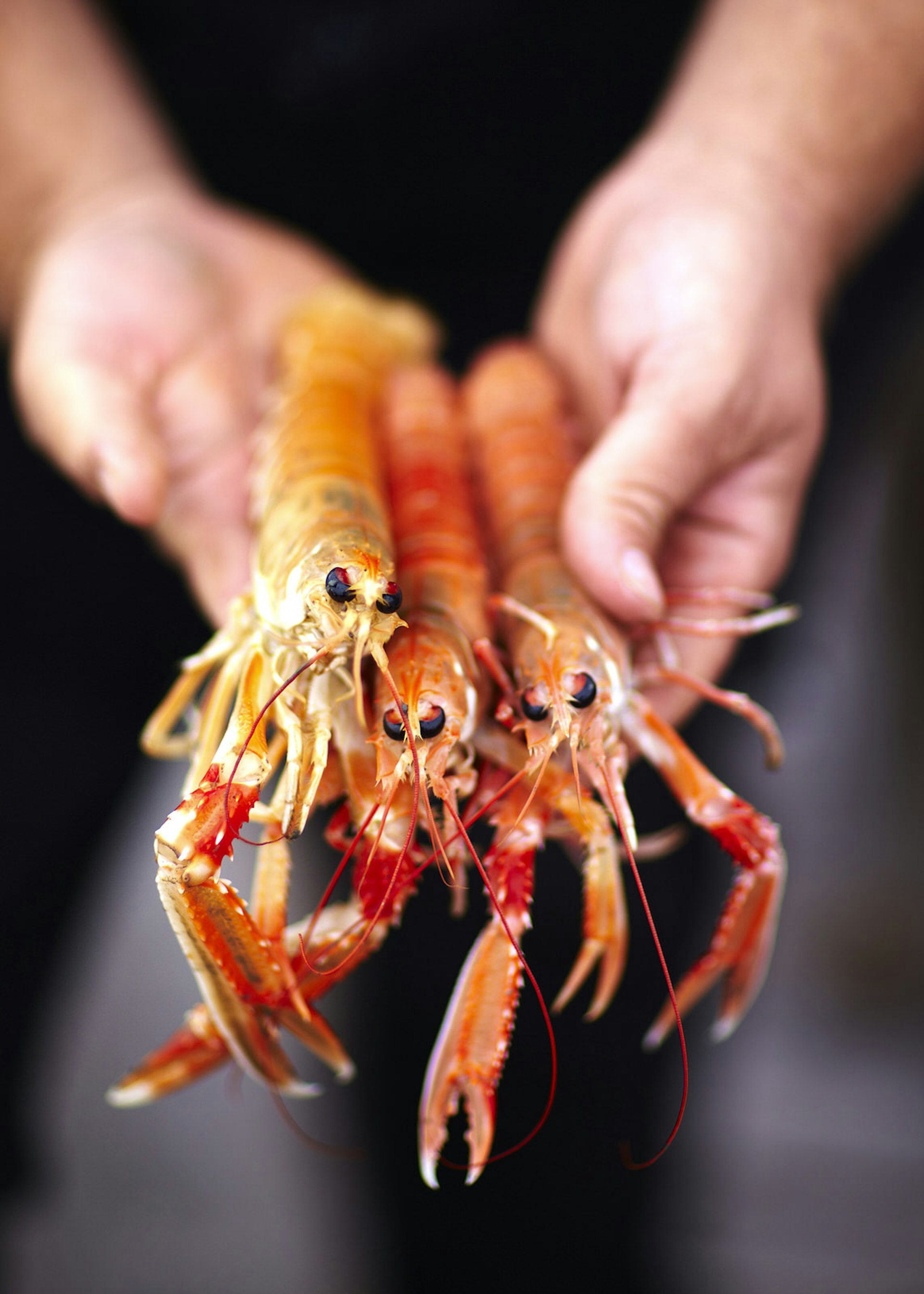 Man holding crayfish, Bohuslän Coast © Matt Munro / Lonely Planet