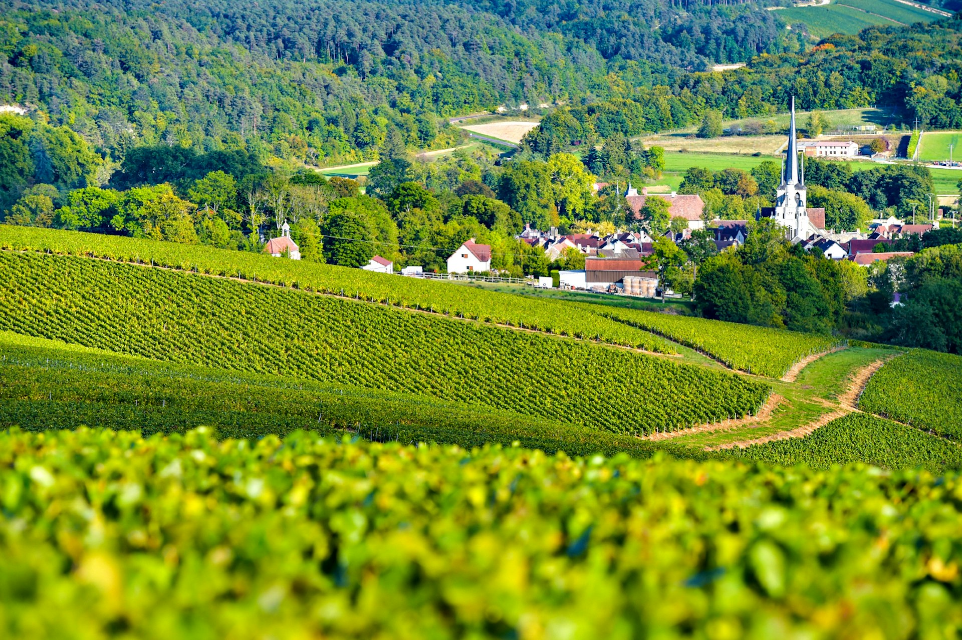Rolling hills of green vineyards with a small town in the background. A steeple rises out from a town and there is thick forest further back