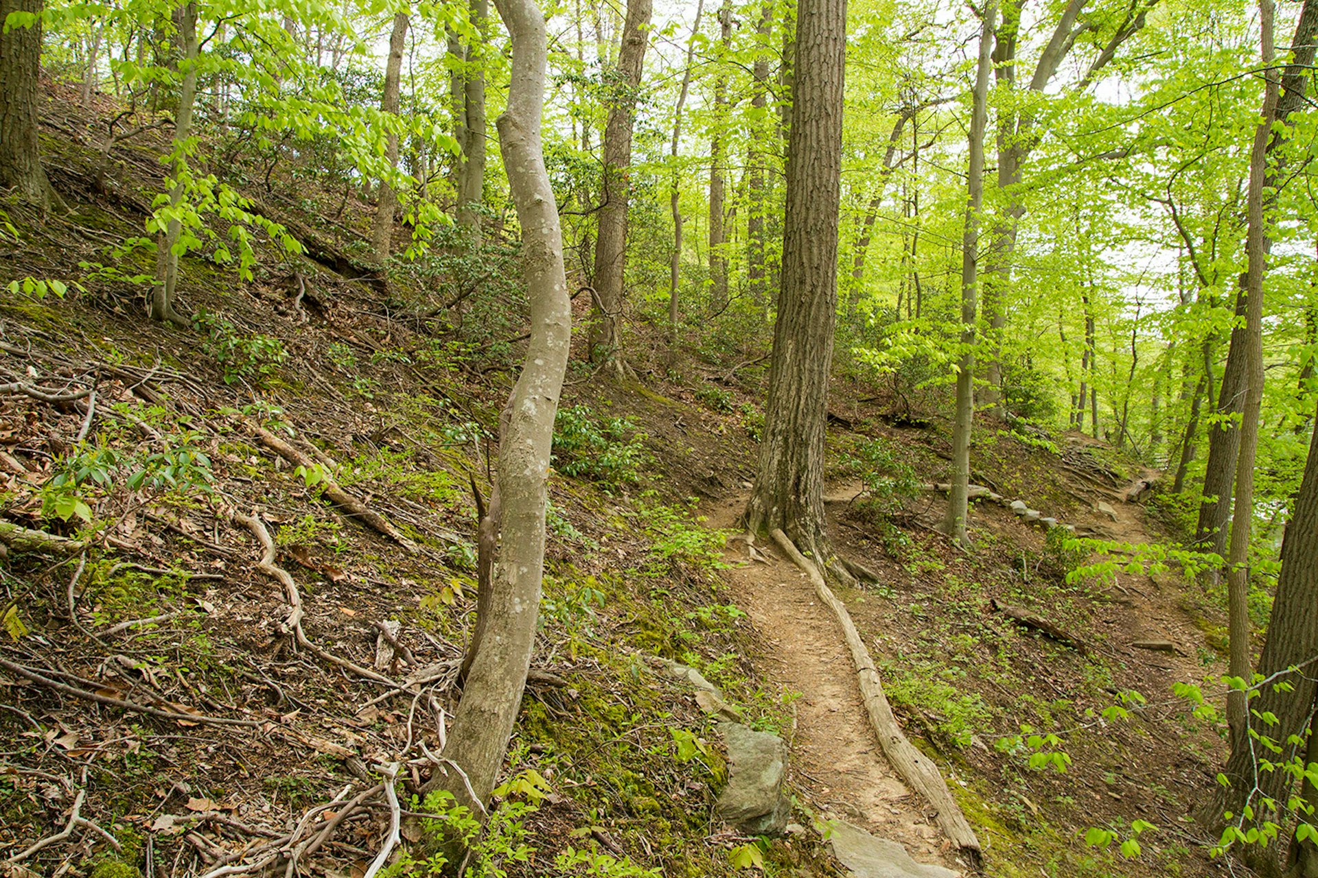 Features - Trail through Oak - Beech / Heath Forest