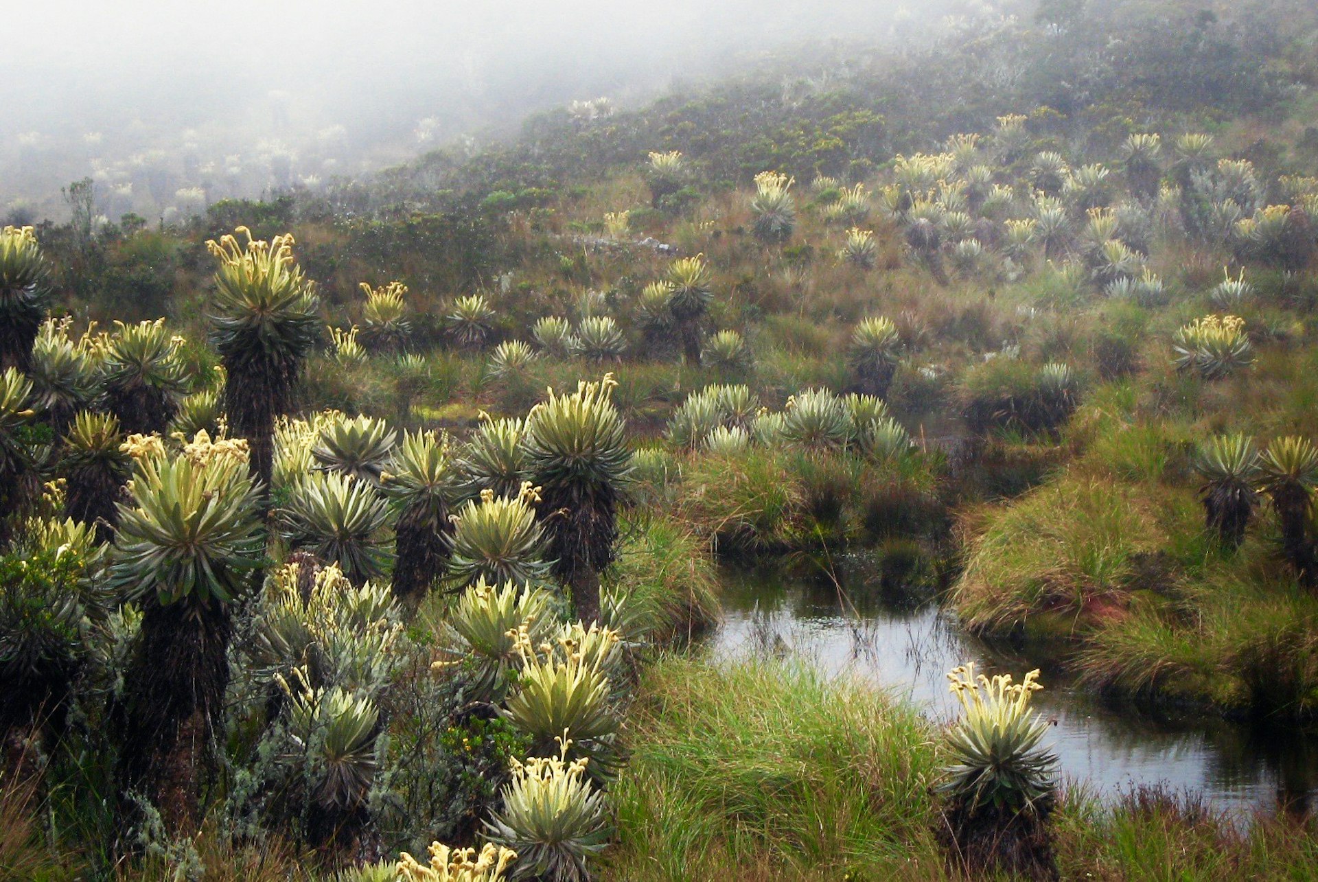 Features - 8.-Frailejon-at-Laguna-de-Iguaque.jpg-d0fbaf325859