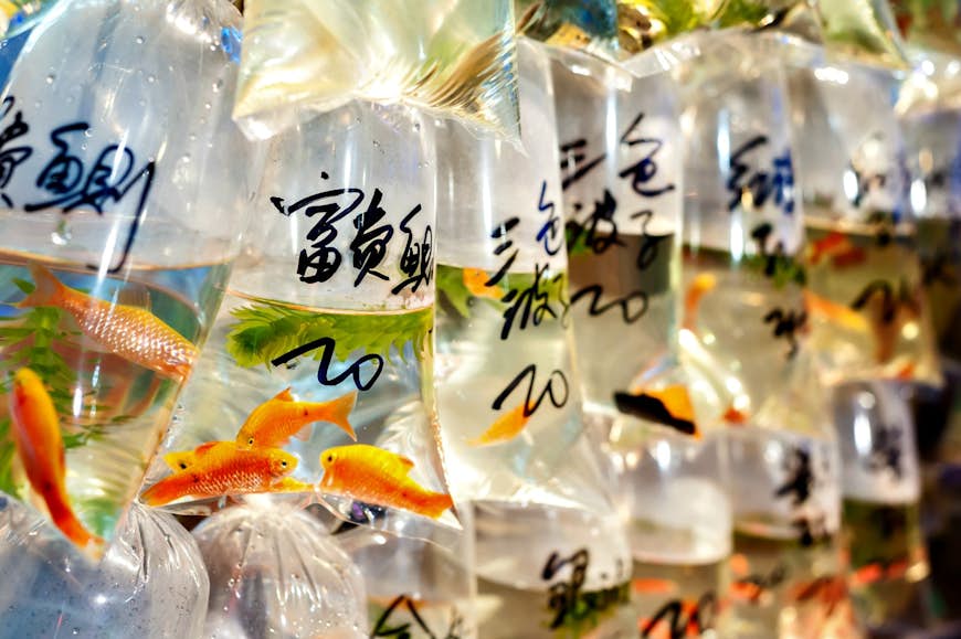 Påsar med guldfisk till salu på Tung Choi Streets guldfiskmarknad © Stripped Pixel / Shutterstock