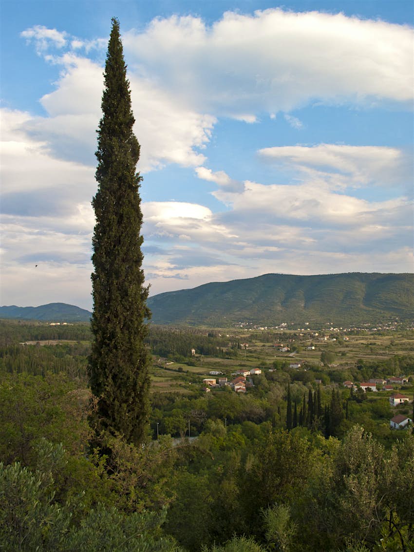 The Konavle valley: a tall pine stands sentinel above the rest of the forest; white buildings are scattered across the landscape beyond, with a green mountain on the other side of the valley. 