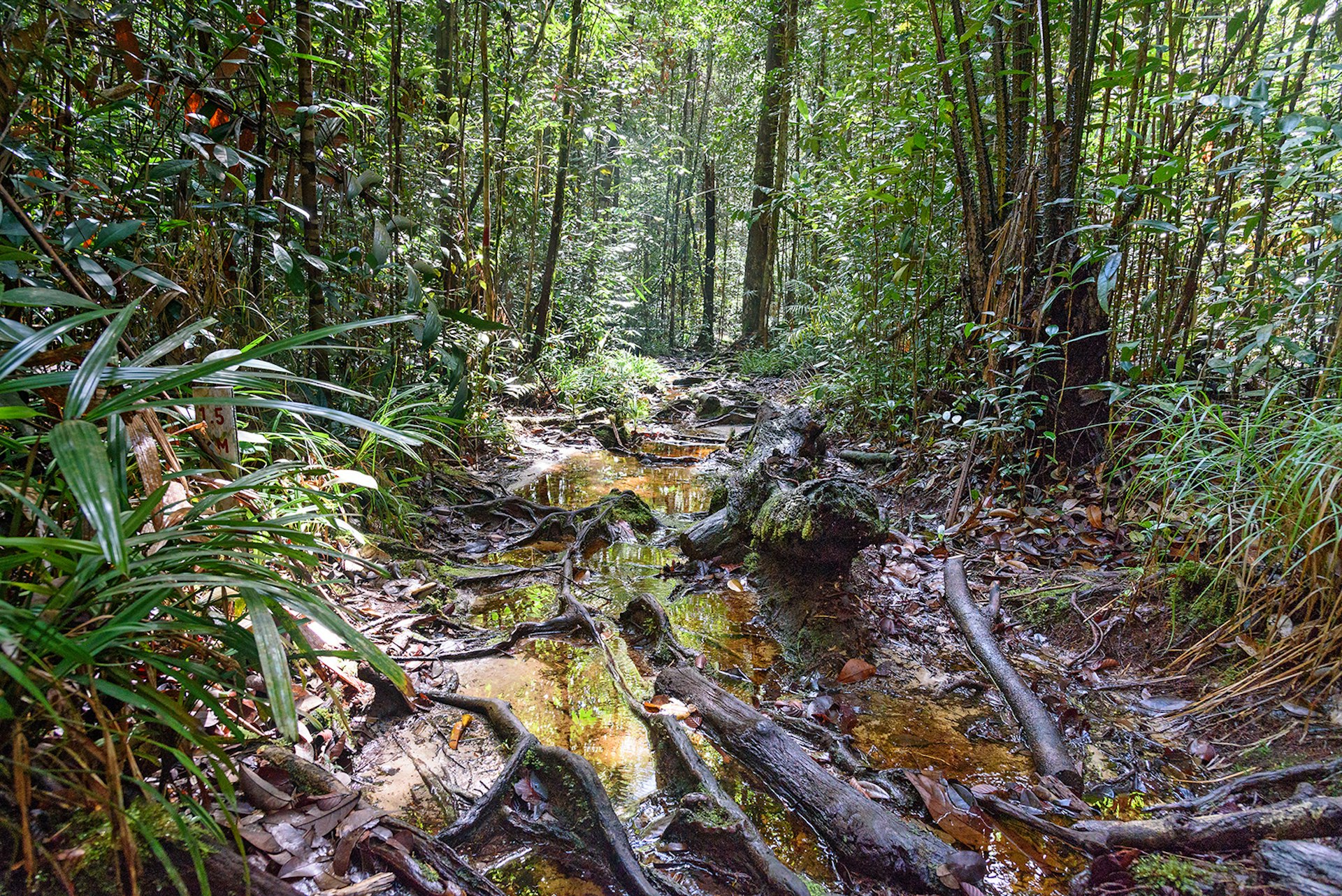 Features - Trail in the rainforest at Bako National Park