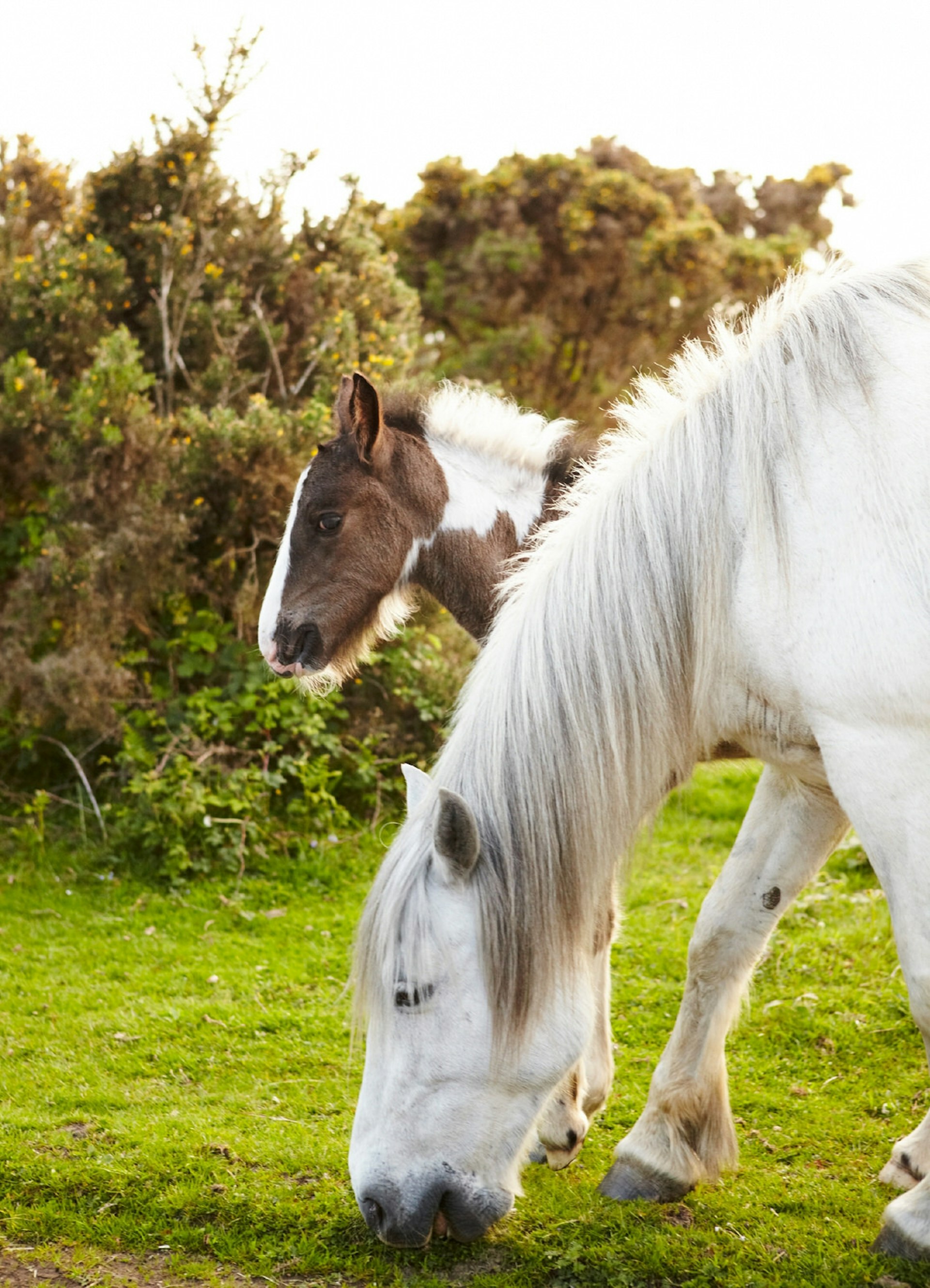 Wild ponies graze on Bodmin Moor © Matt Munro / Lonely Planet