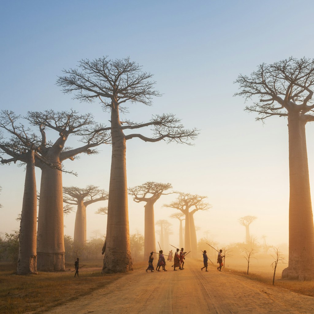 Features - Avenue of the Baobabs, Morondava, Madagascar