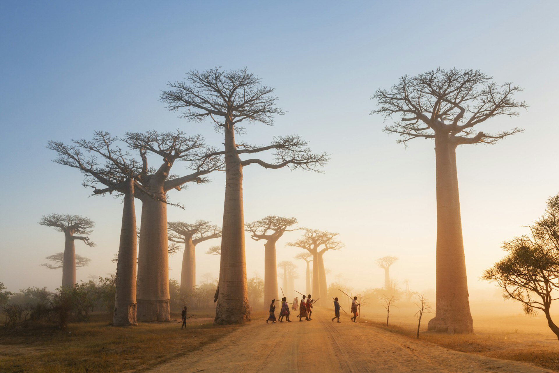 The iconic Avenue of the Baobabs is a reminder of how Madagascar used to be before rampant deforestation © Justin Foulkes / Lonely Planet