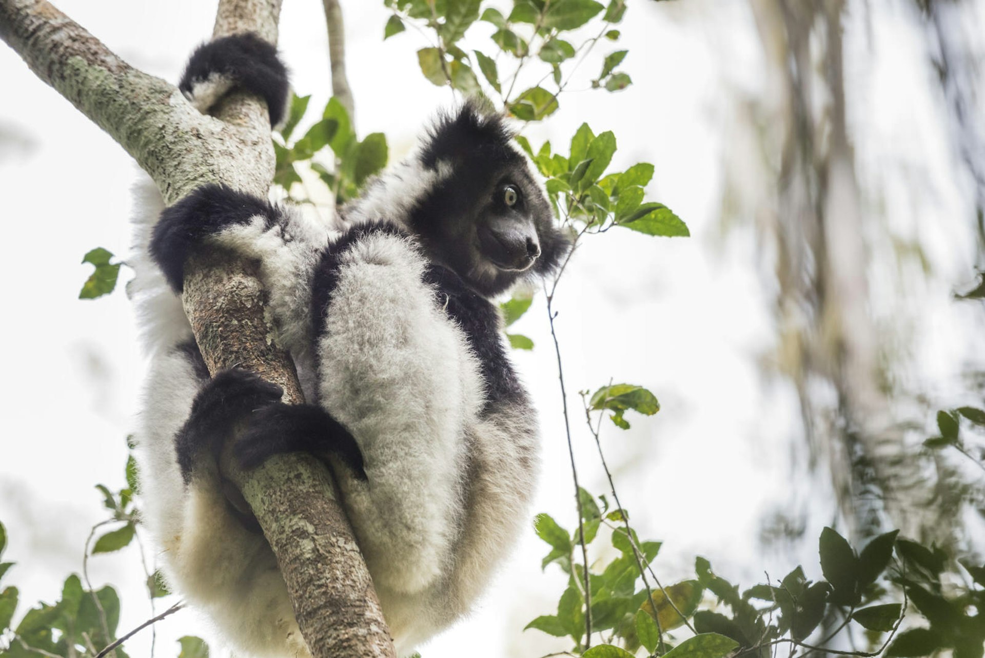 The territorial call of the indri, Madagascar's largest primate, can carry for more than a mile through the rainforest © Justin Foulkes / Lonely Planet