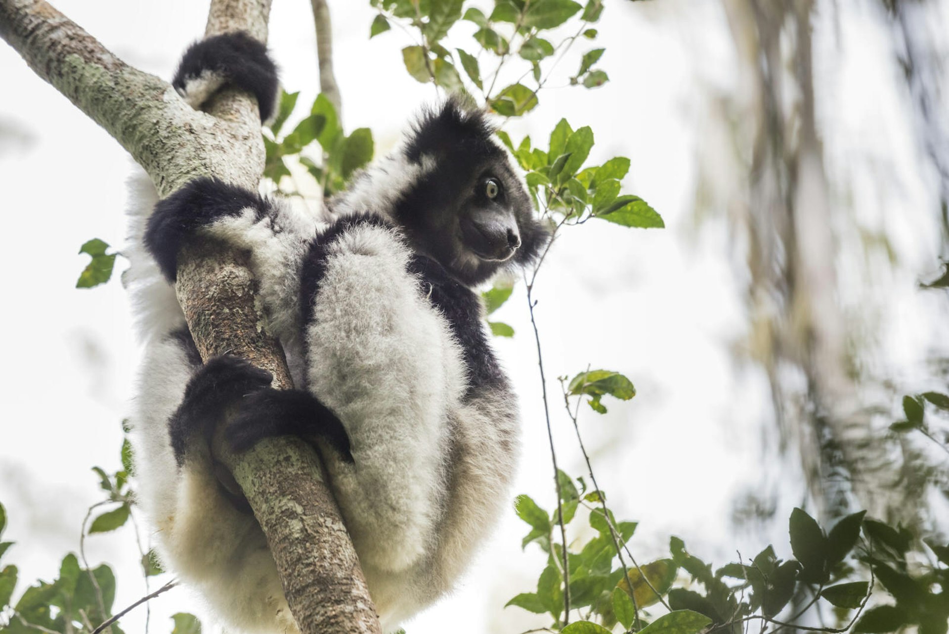 The territorial call of the indri, Madagascar's largest primate, can carry for more than a mile through the rainforest © Justin Foulkes / Lonely Planet