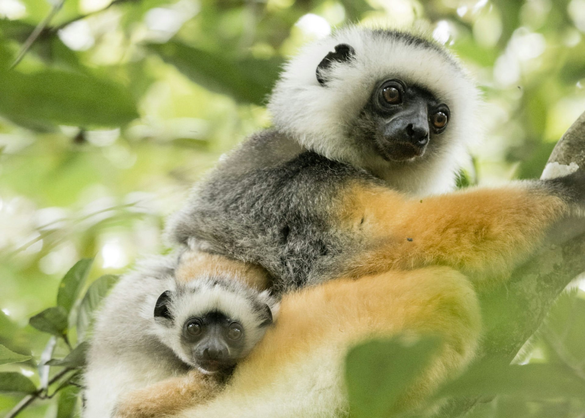 A diademed sifaka with her baby in Andasibe-Mantadia National Park © Justin Foulkes / Lonely Planet