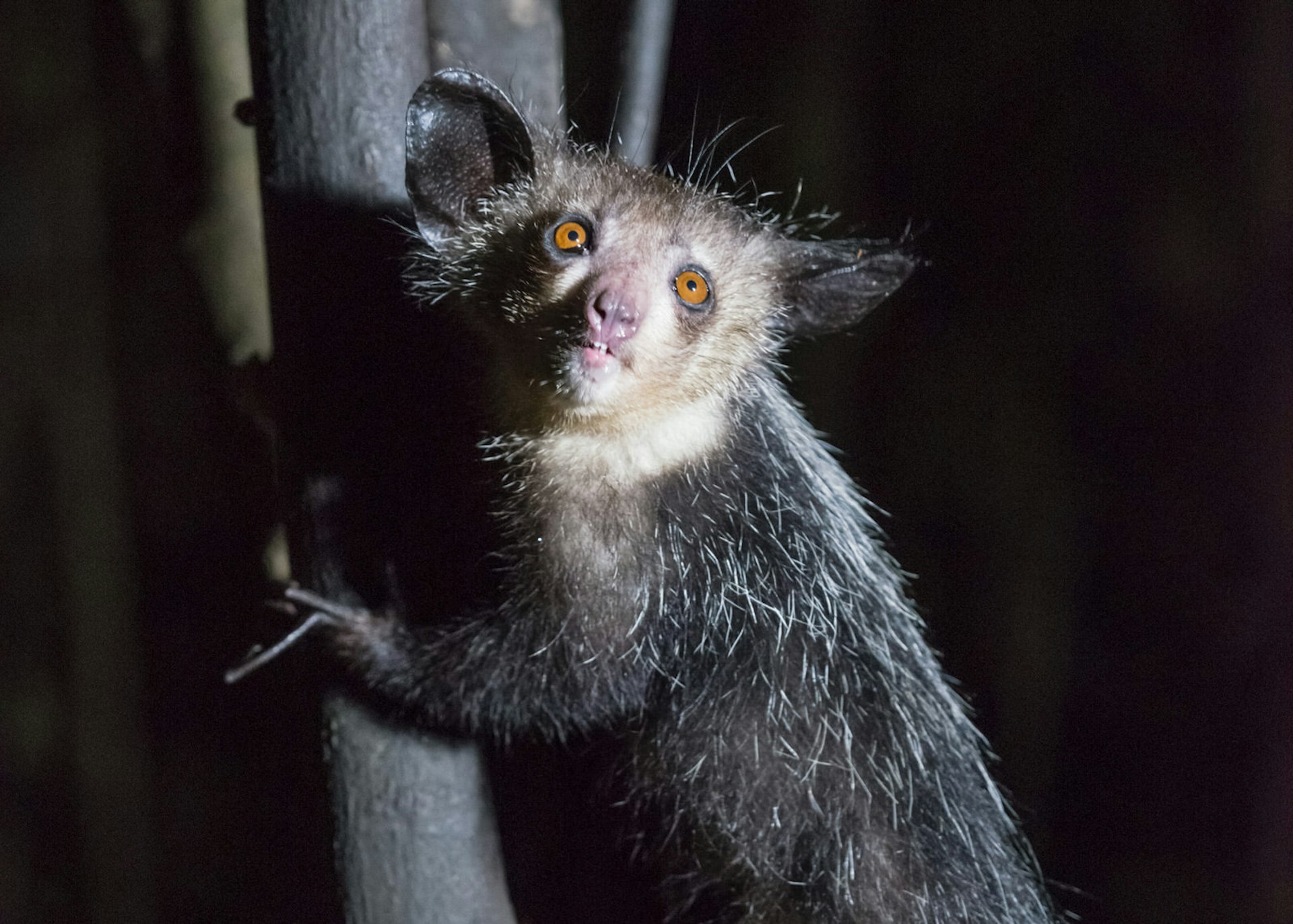 The curious-looking, nocturnal aye-aye was once thought to be extinct in the wild © Justin Foulkes / Lonely Planet