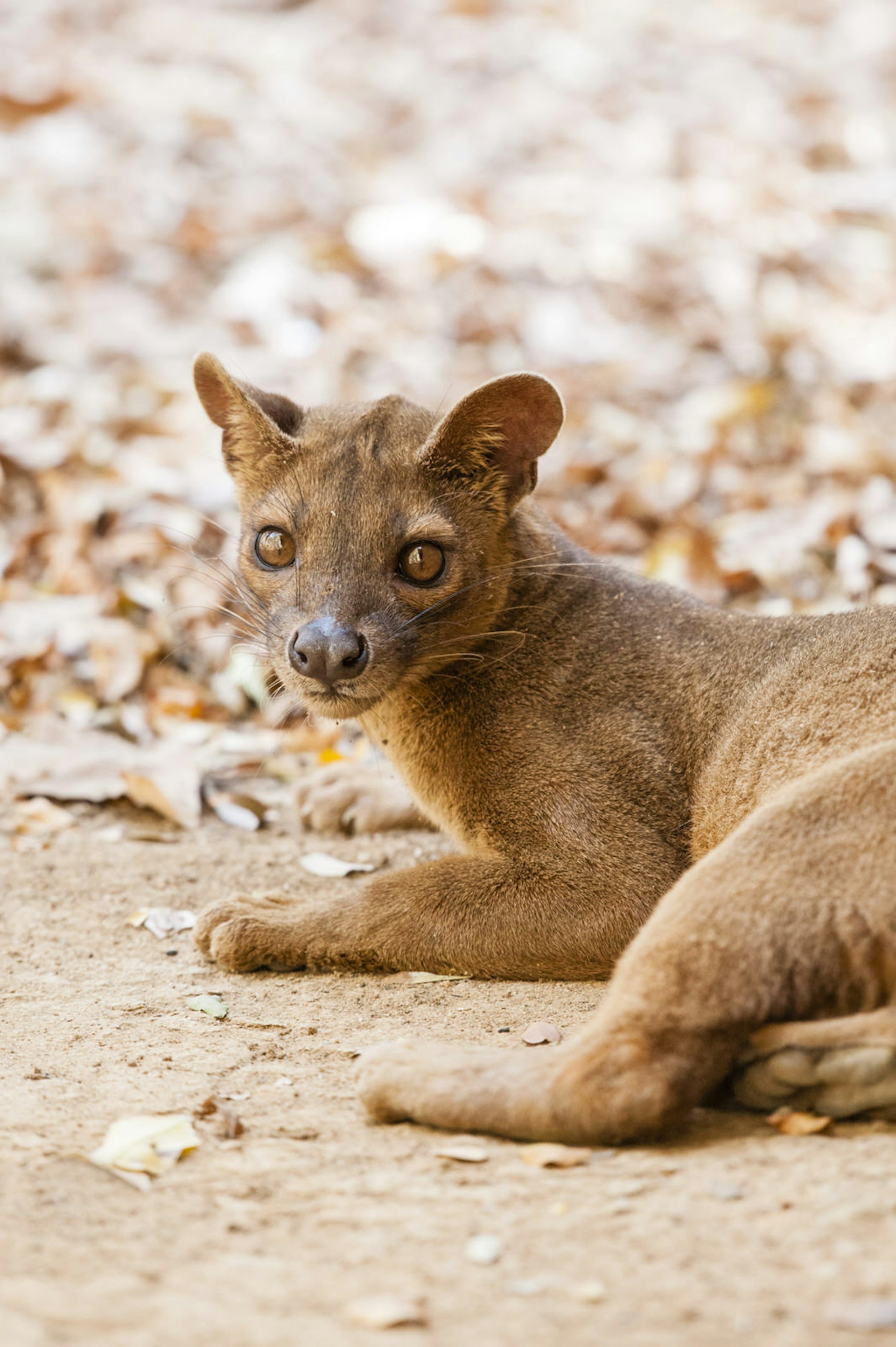 An endangered fossa, a unique Madagascan species that preys on lemurs @ Justin Foulkes / Lonely Planet