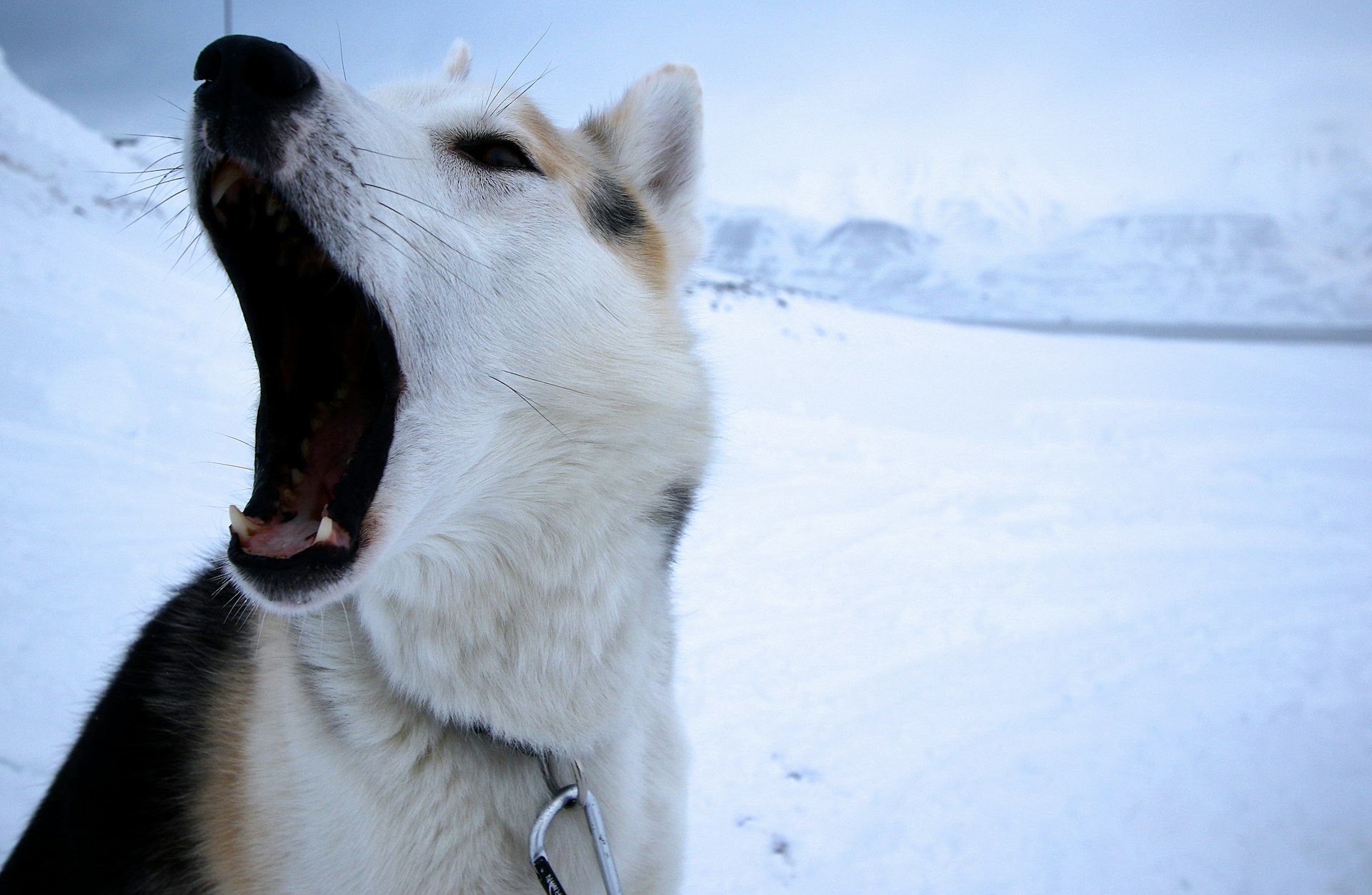 Features - husky3-fe18e615e2f6