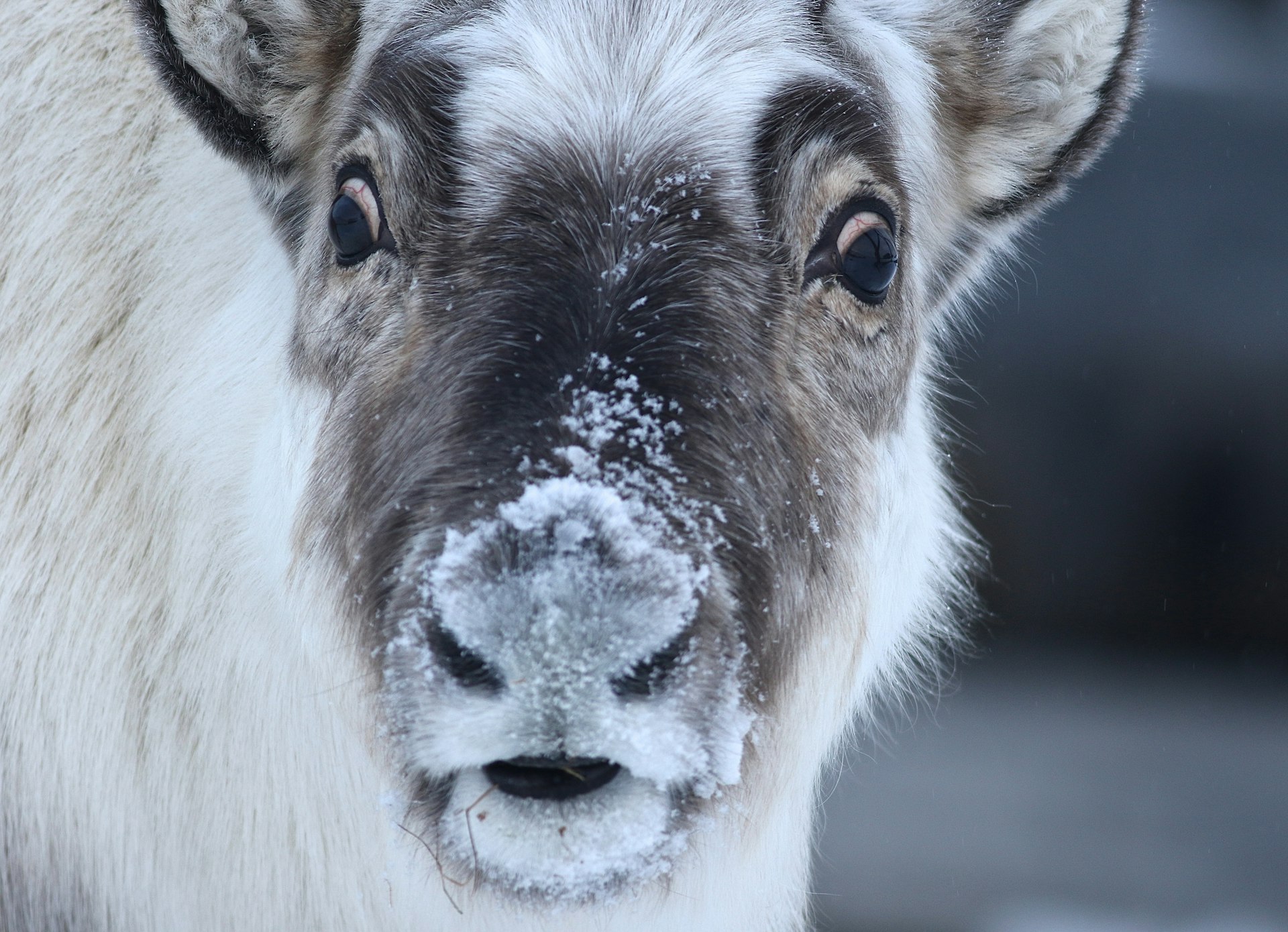 Features - reindeer7-c2e4f04bb6bd